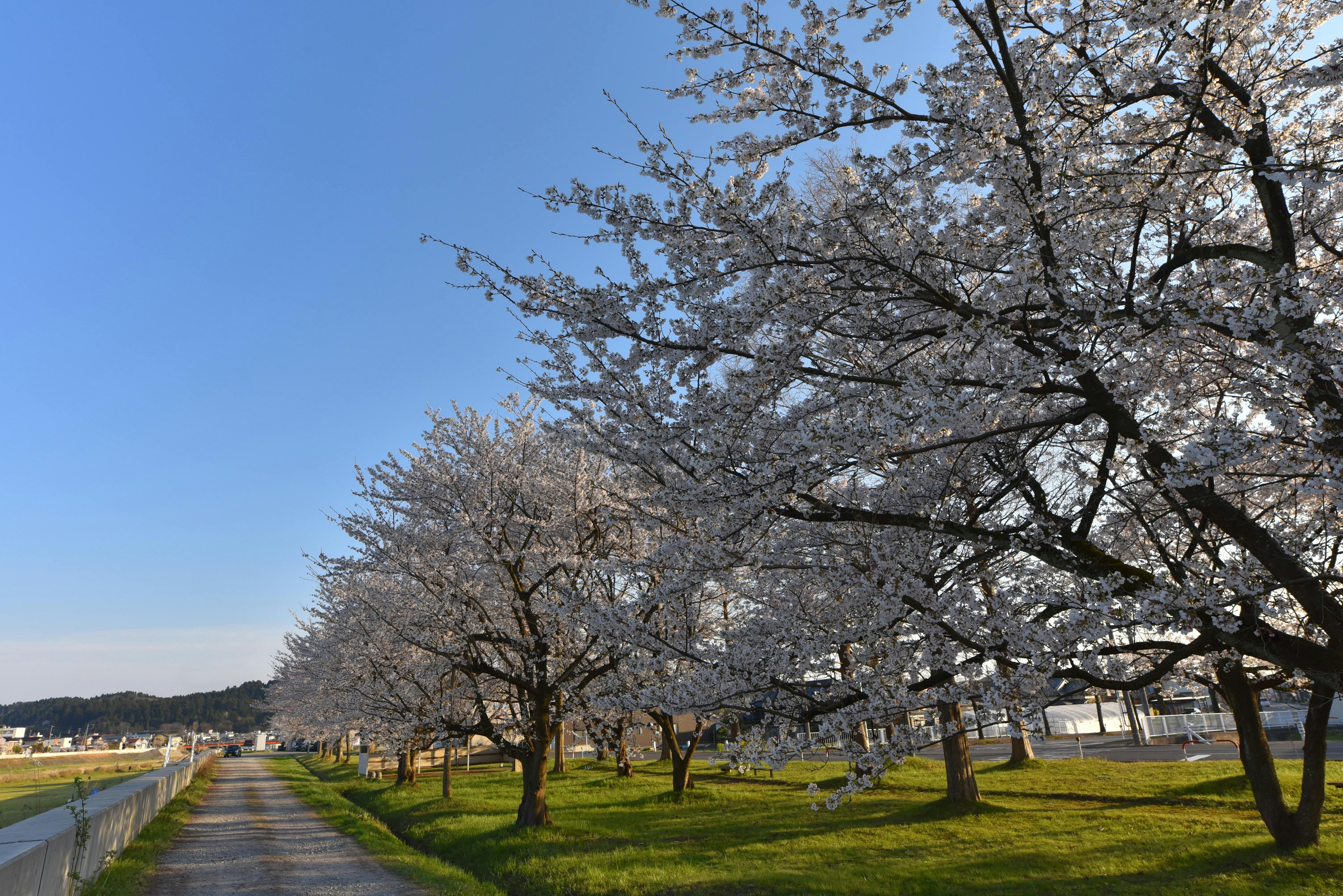 Sentier bordé de cerisiers en fleurs sous un ciel bleu