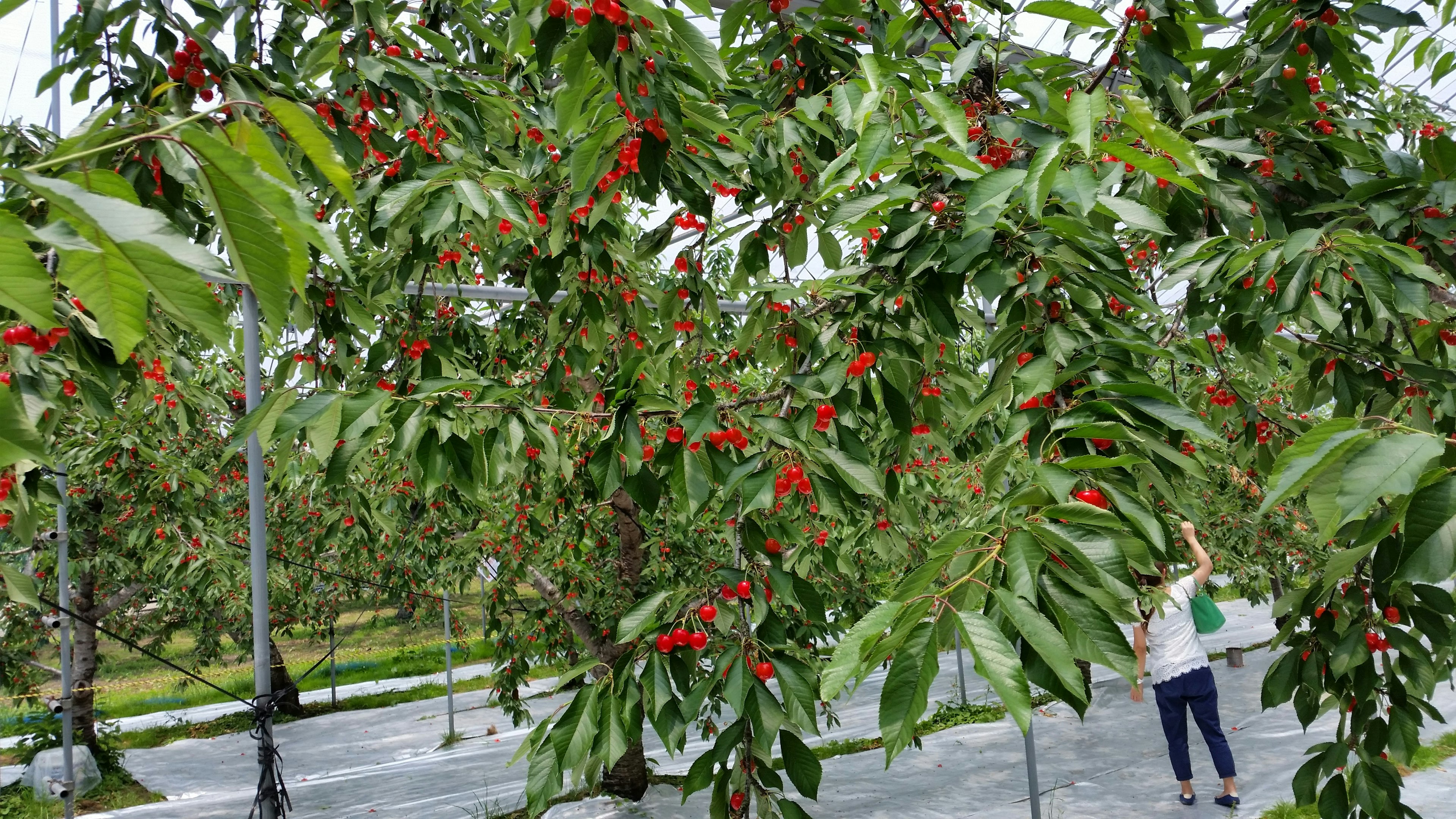 Huerto de cerezos con personas cosechando cerezas y cerezos rojos