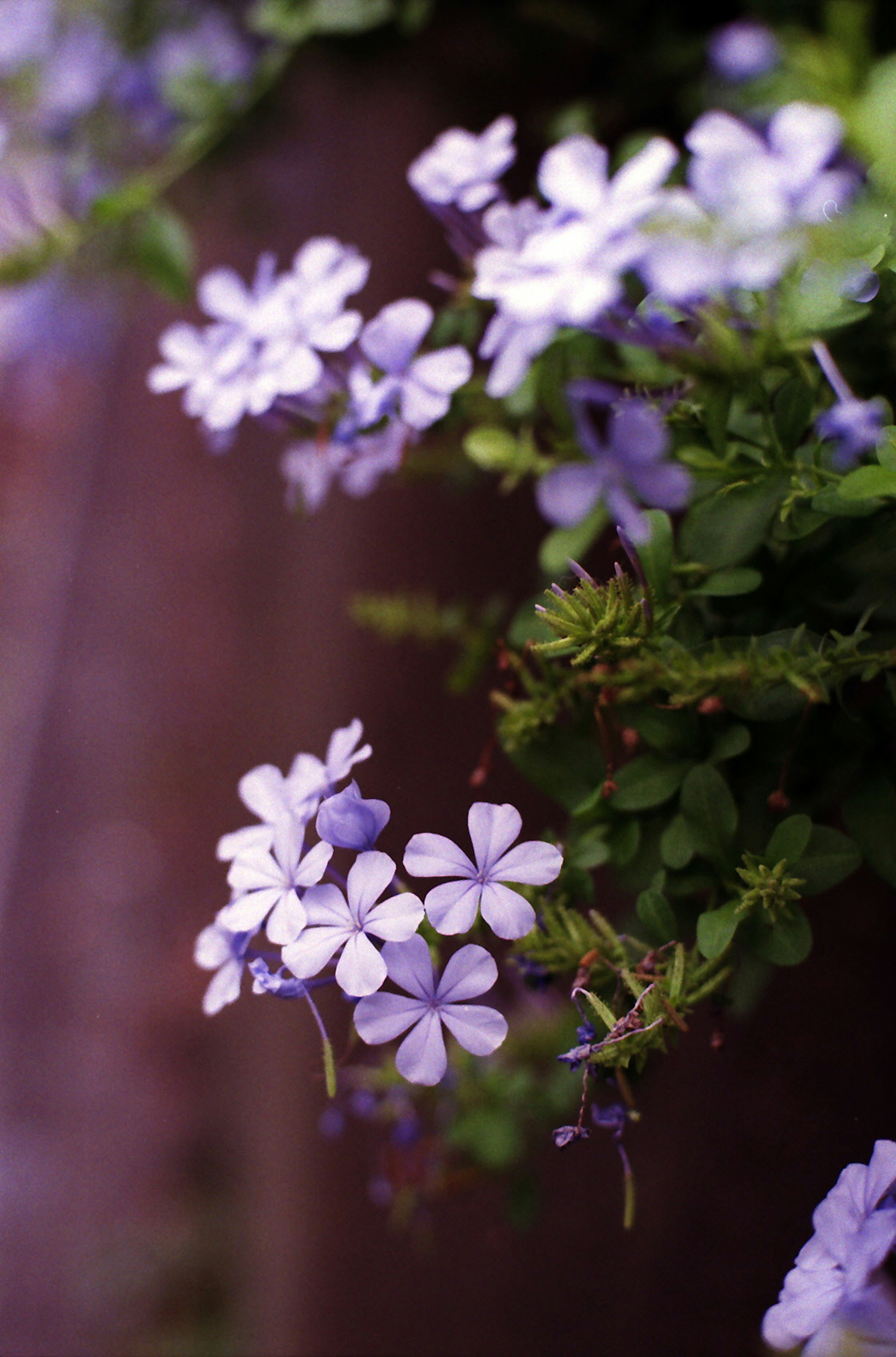 Primer plano de pequeñas flores moradas floreciendo en una planta