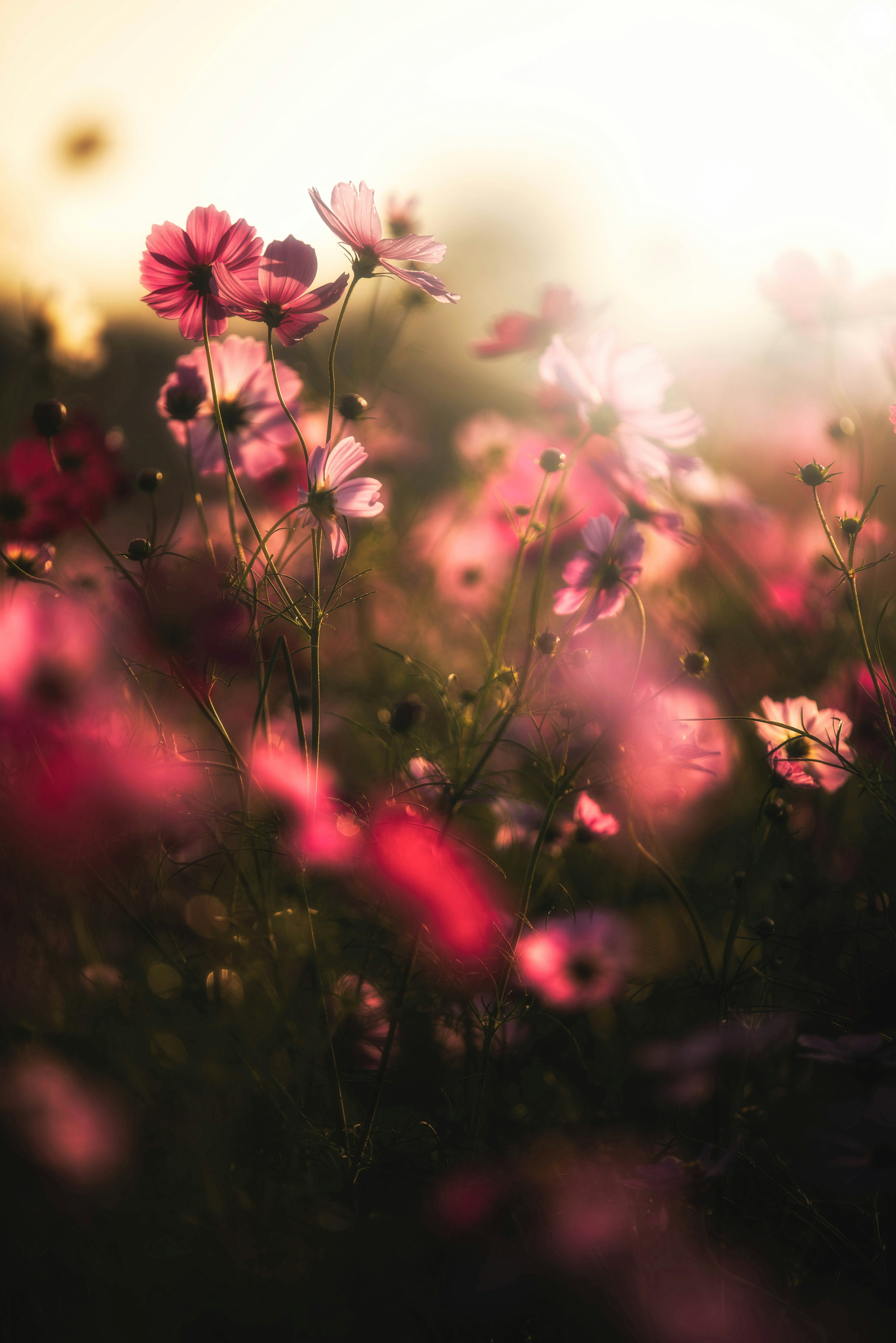 Soft light illuminating pink flowers in a meadow