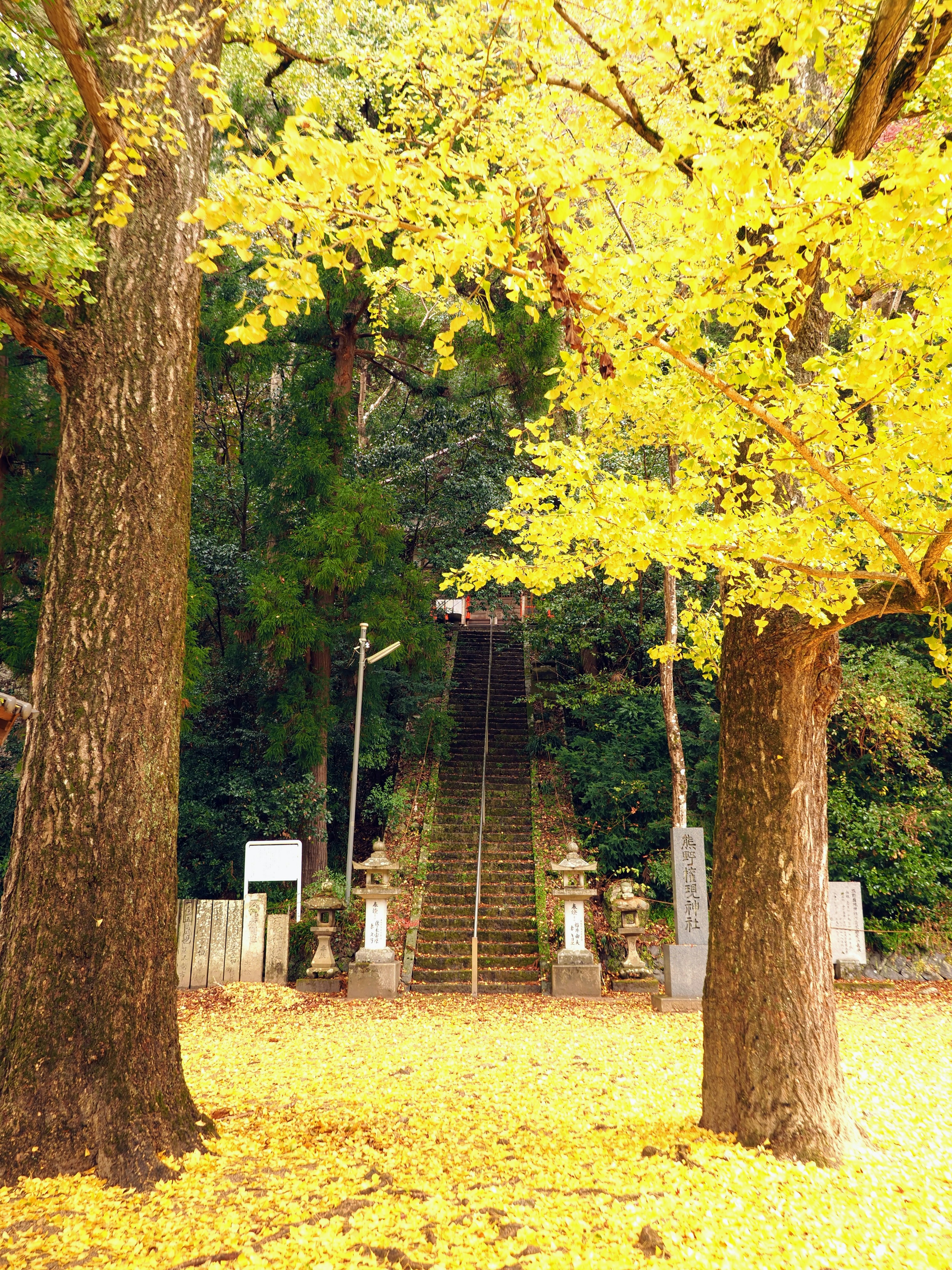 Malersicher Blick auf Steinstufen, umgeben von herbstlichen gelben Blättern