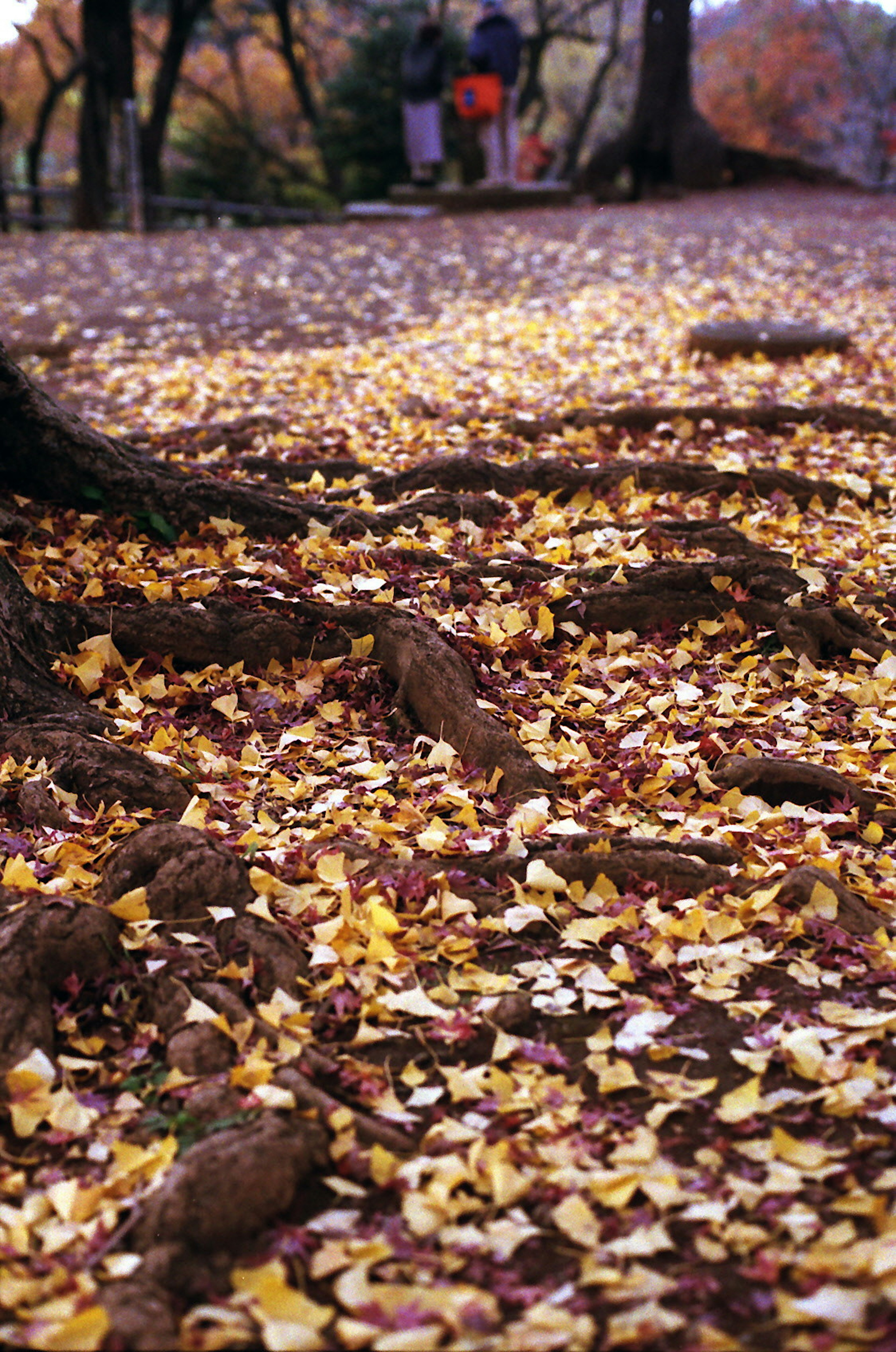 Boden bedeckt mit gefallenen Herbstblättern und Baumwurzeln