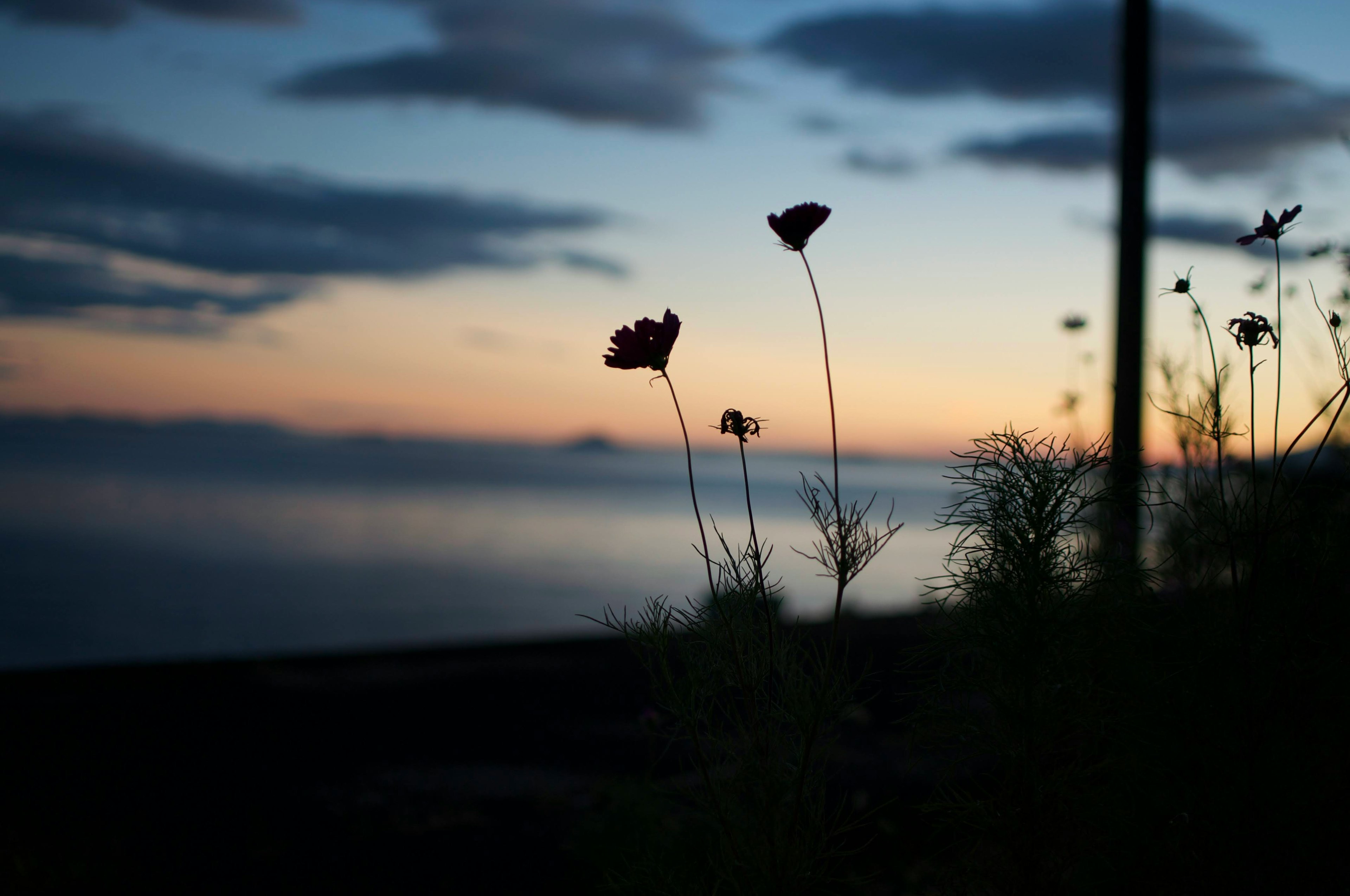 夕暮れの海辺に咲くシルエットの花々