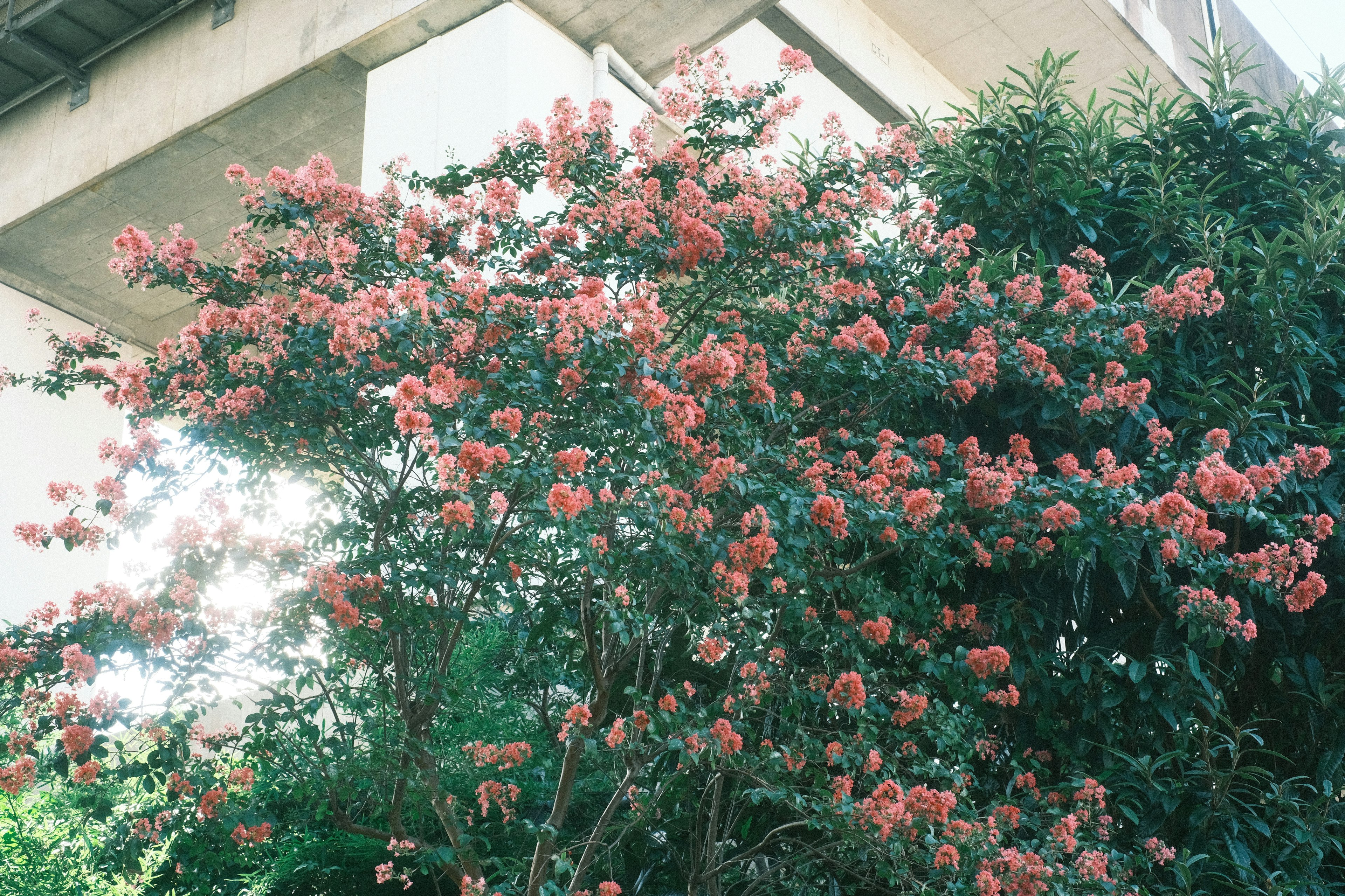 A beautiful tree with pink flowers surrounded by green foliage