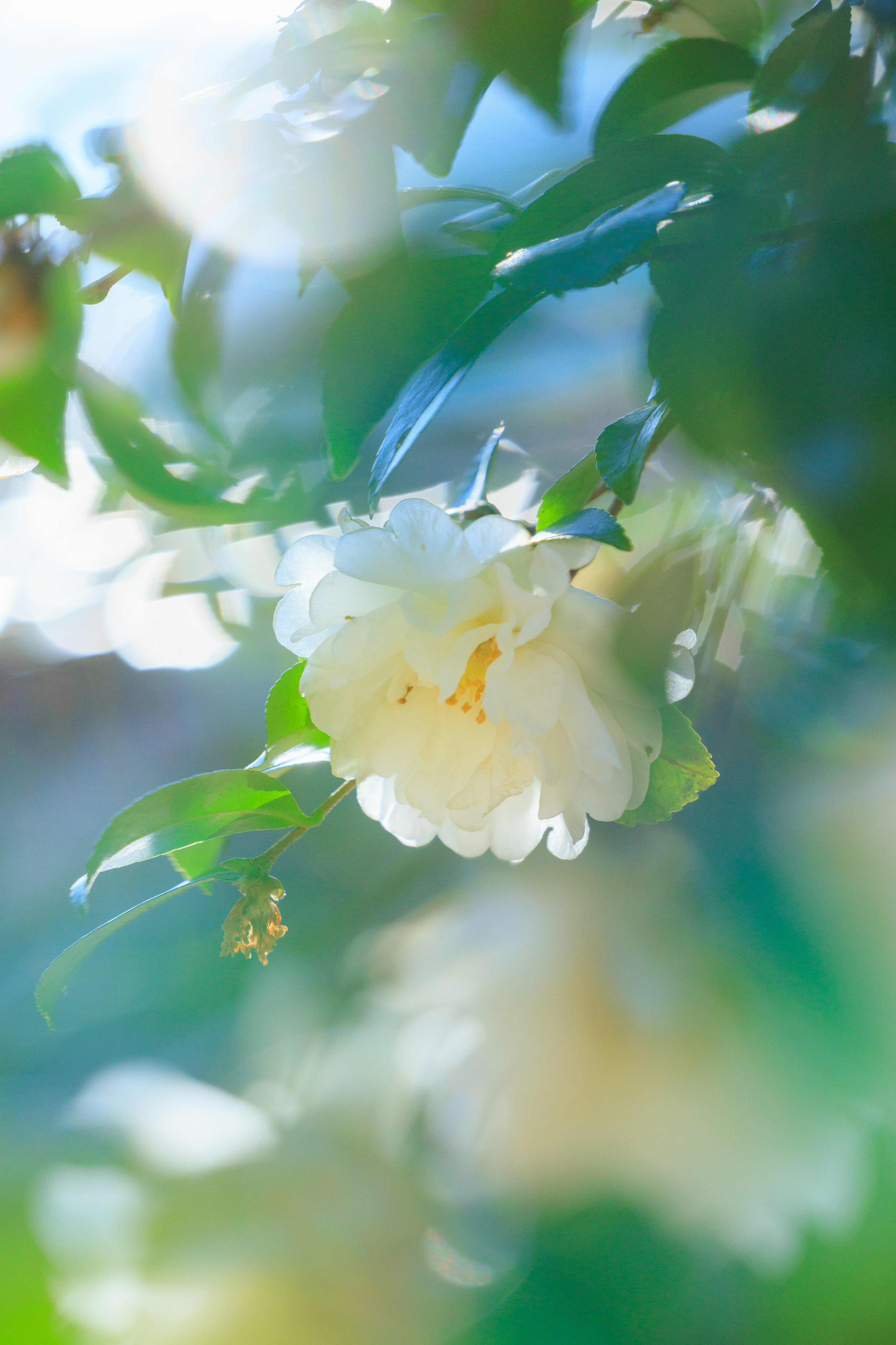 青い背景に白い花が柔らかい光に包まれています