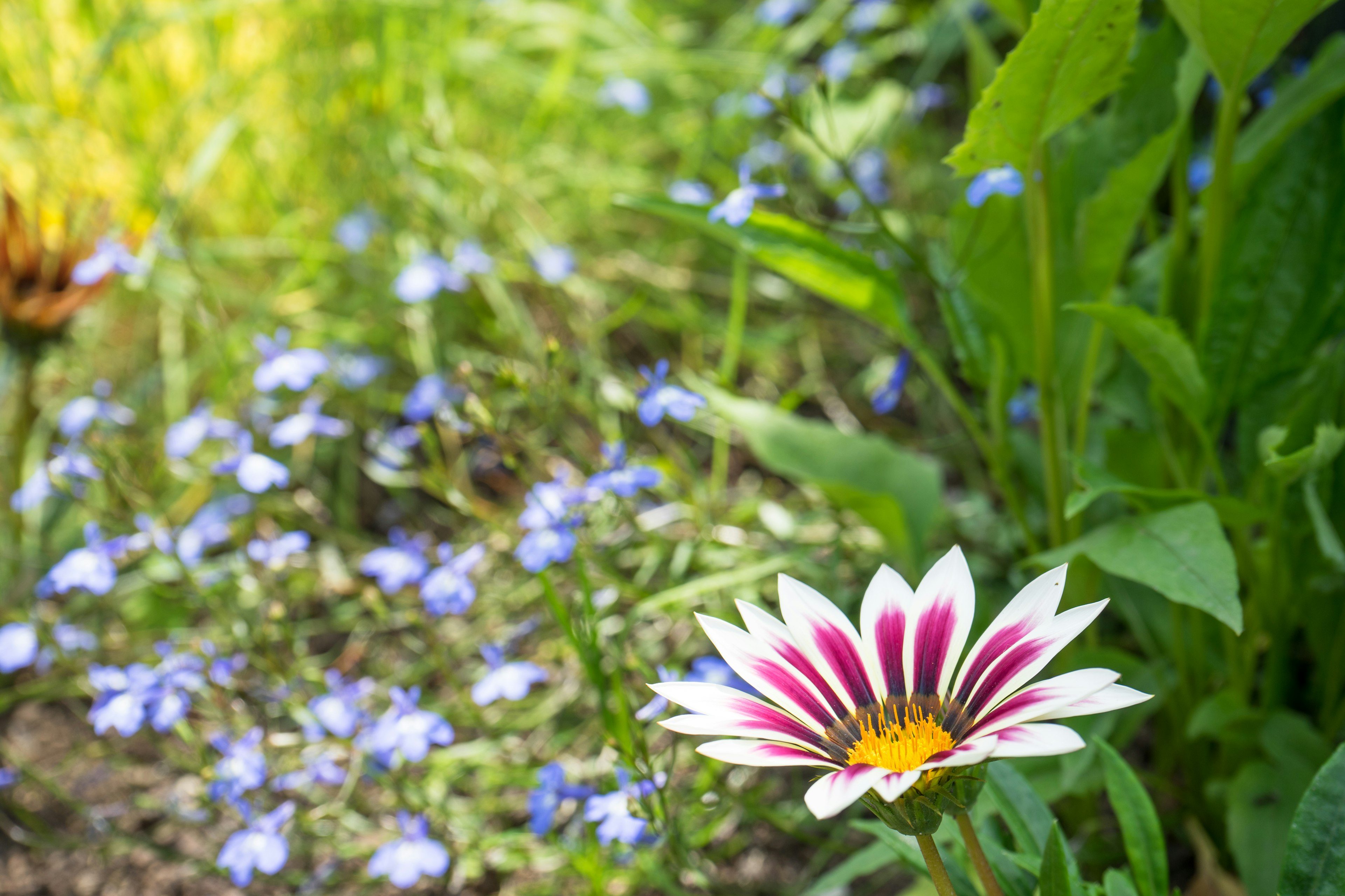 カラフルな花と緑の植物が生い茂る庭の風景