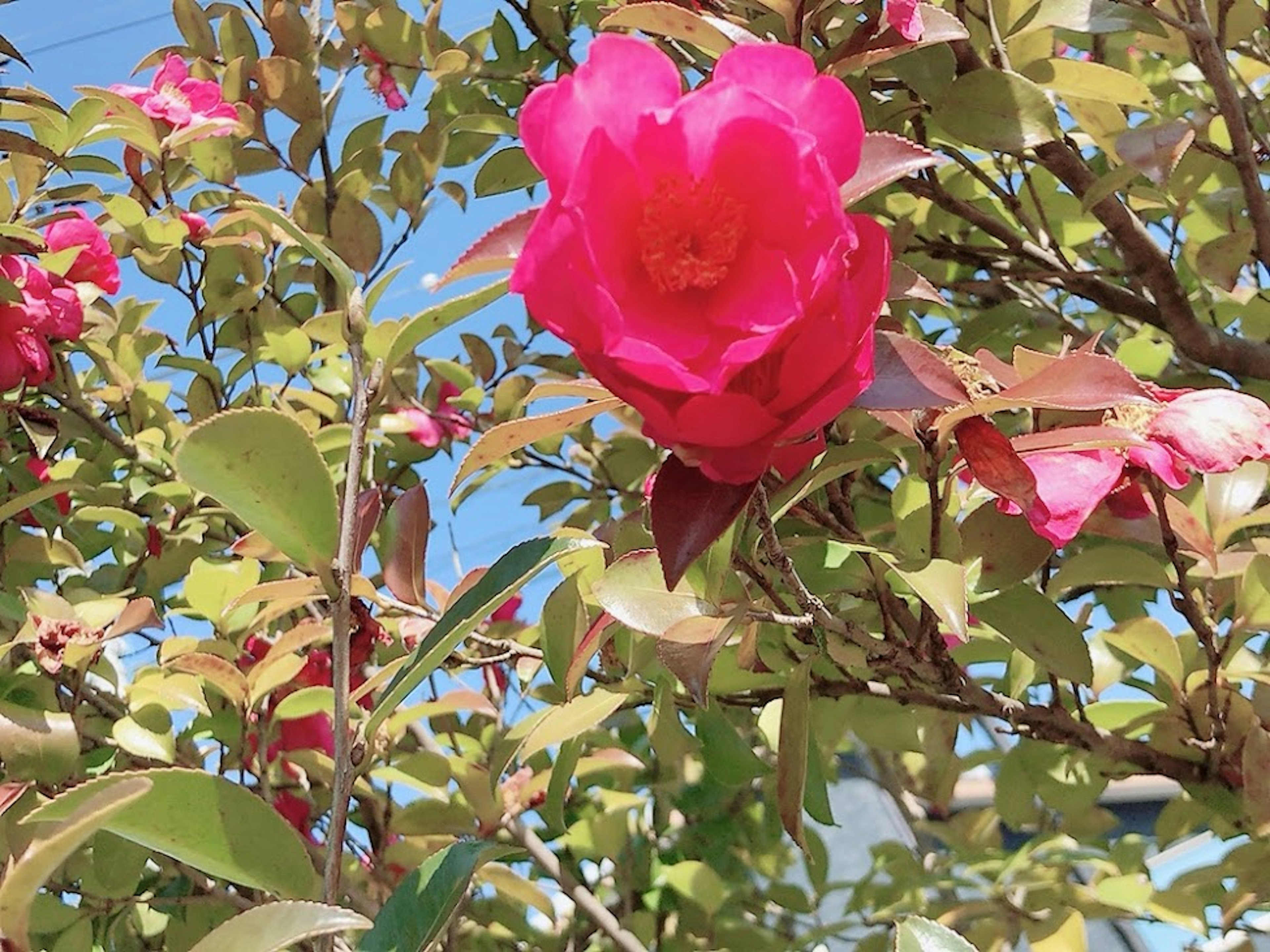 Primo piano di un fiore rosa vivace che sboccia su un ramo d'albero