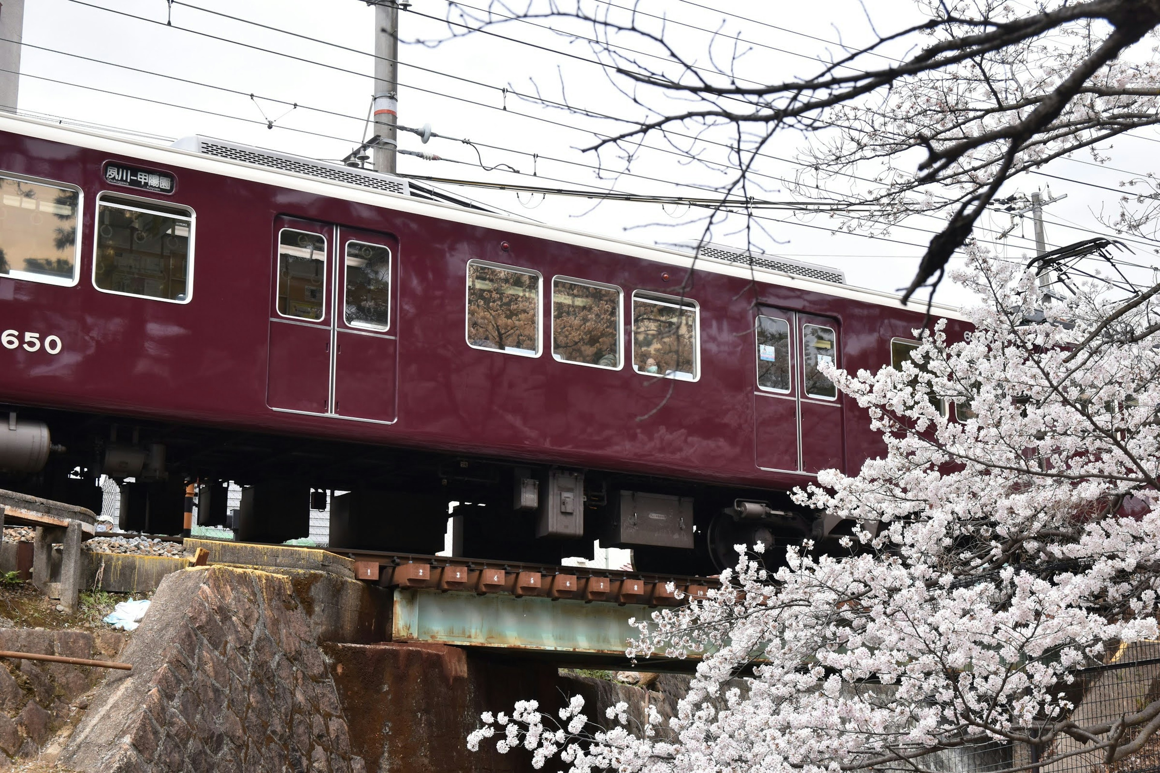 桜の花の前を通過する赤い電車の画像