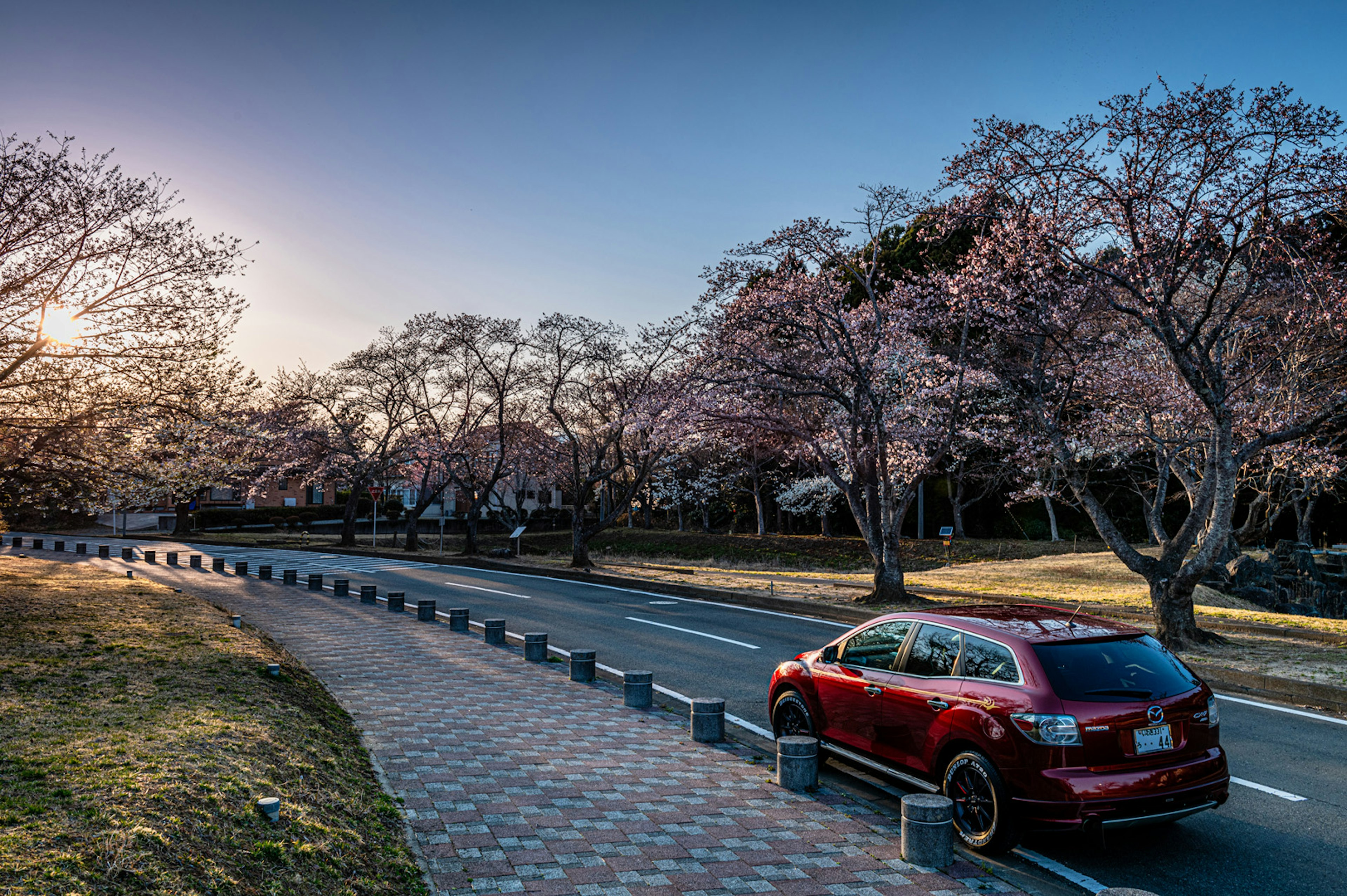 Auto rossa parcheggiata lungo una strada fiancheggiata da alberi di ciliegio al tramonto