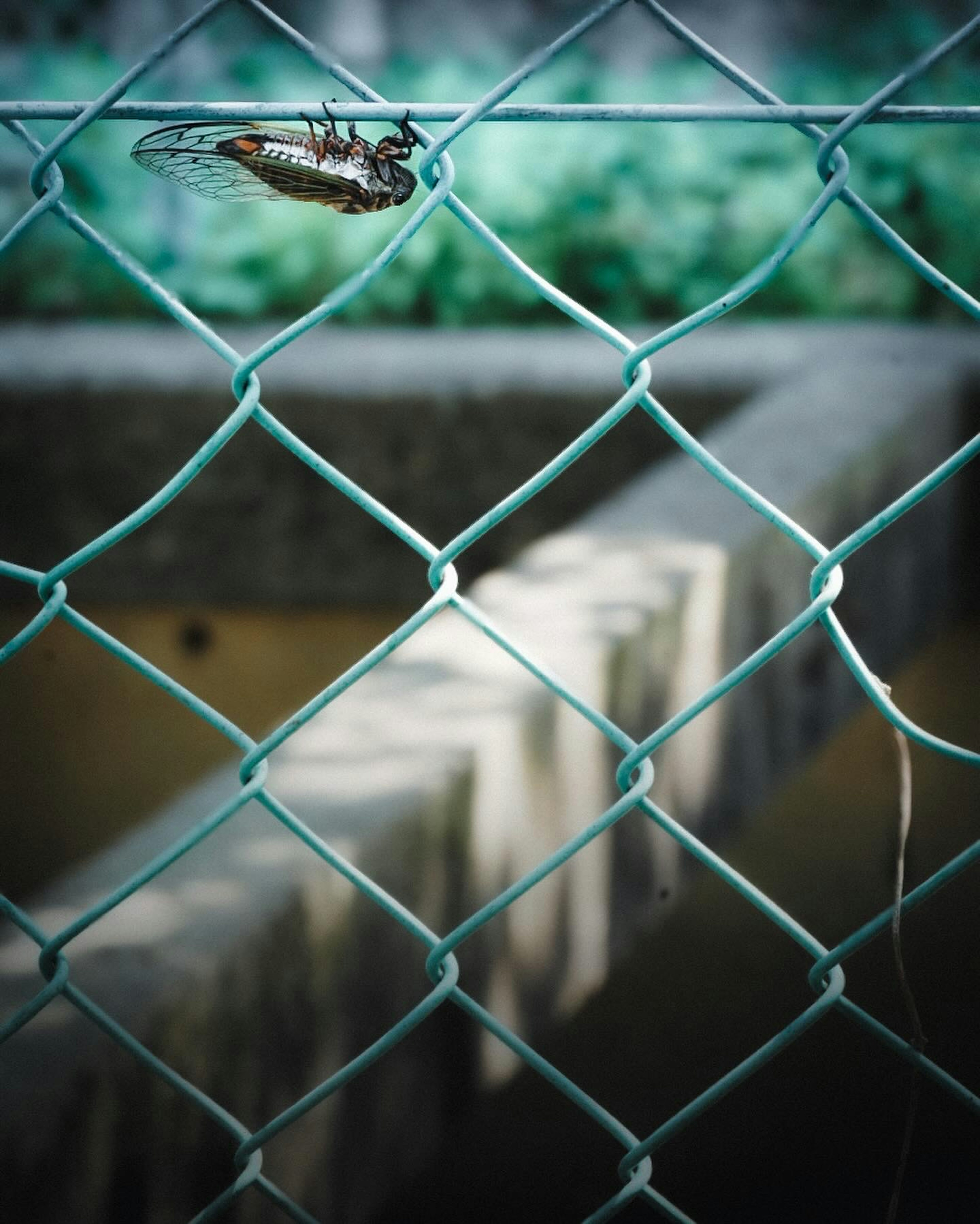 Cicada yang bertengger di pagar kawat biru dengan latar belakang kabur