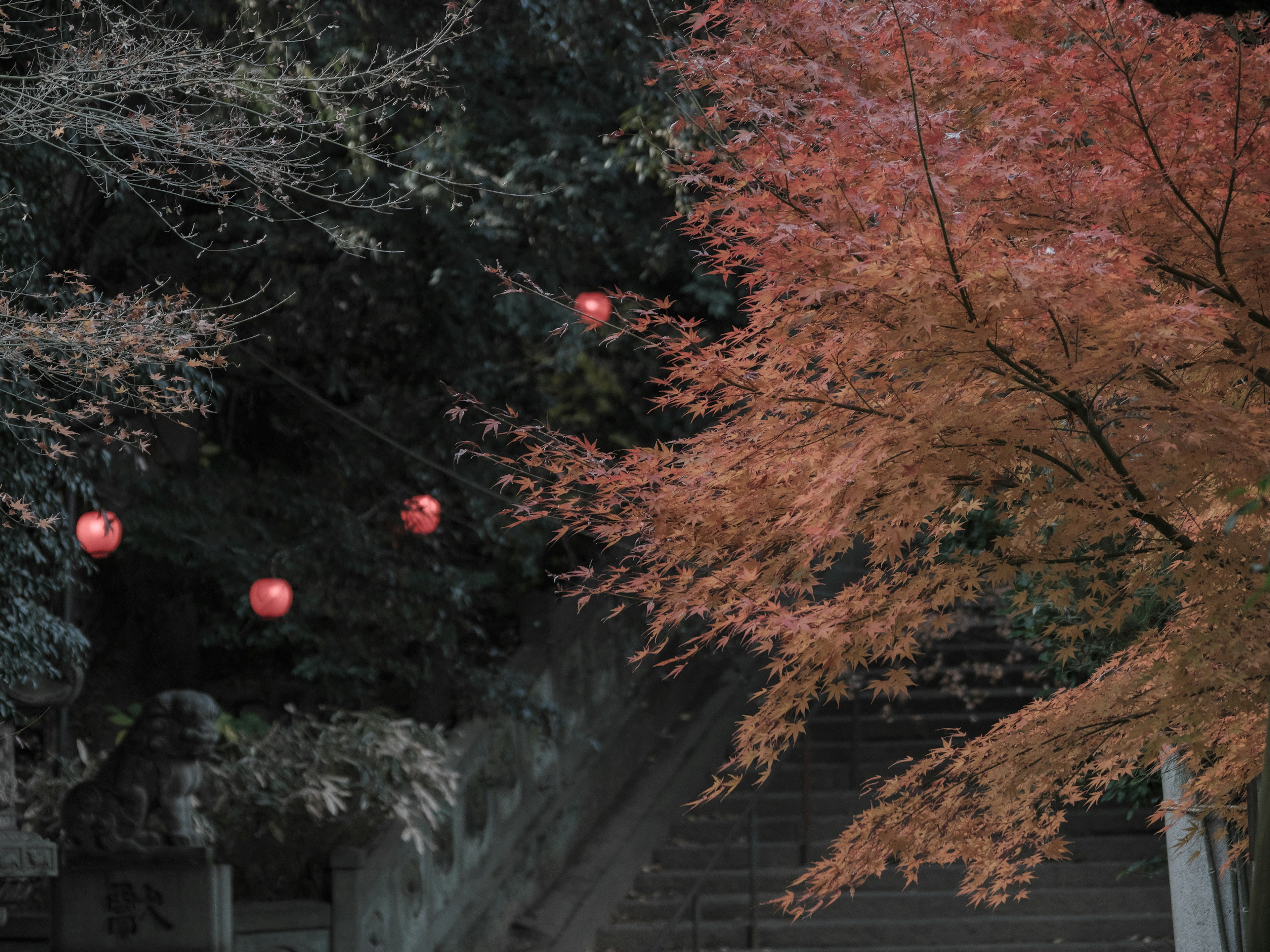 赤い提灯と紅葉の木が映える静かな階段の風景