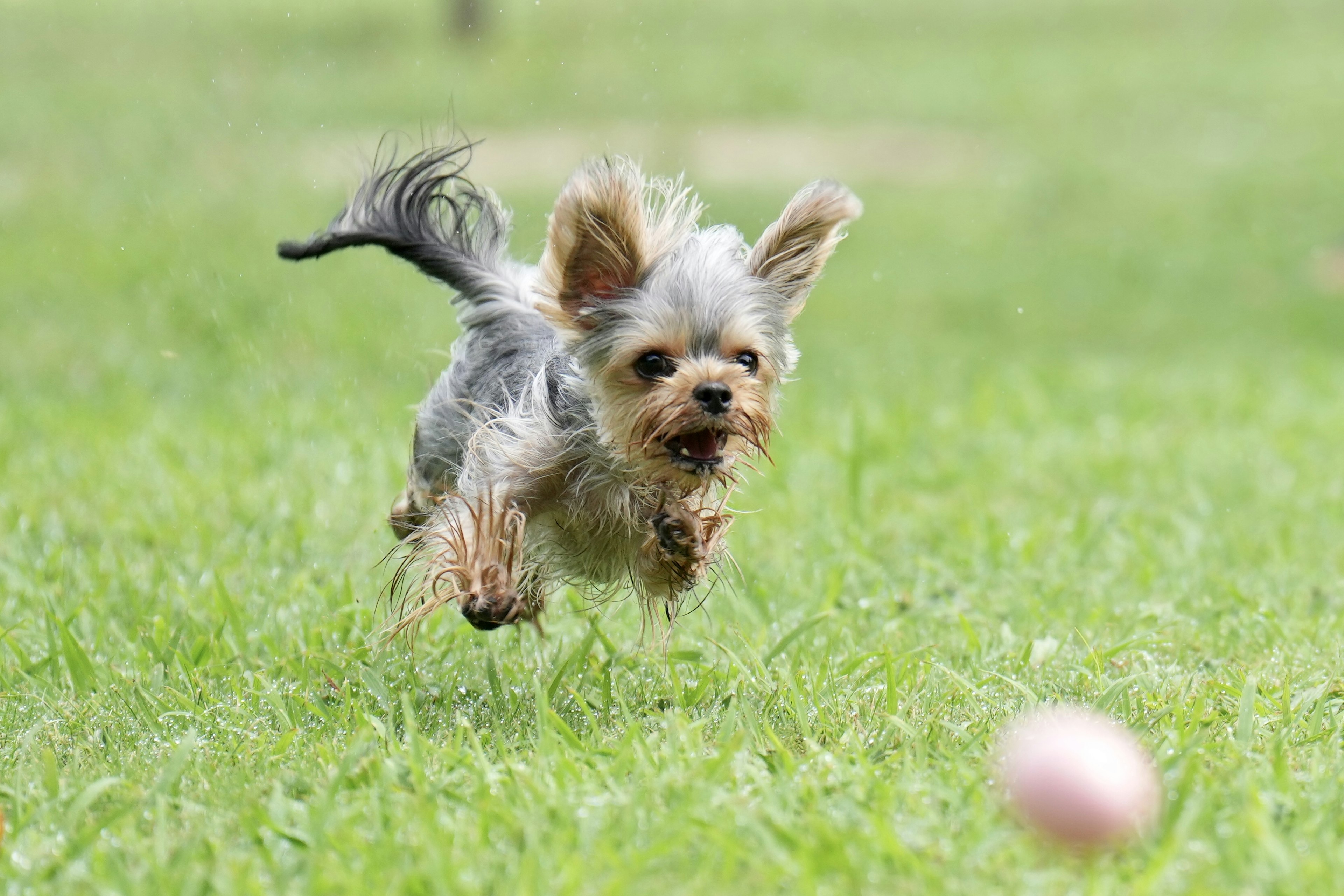 Perro pequeño corriendo en la hierba persiguiendo una pelota