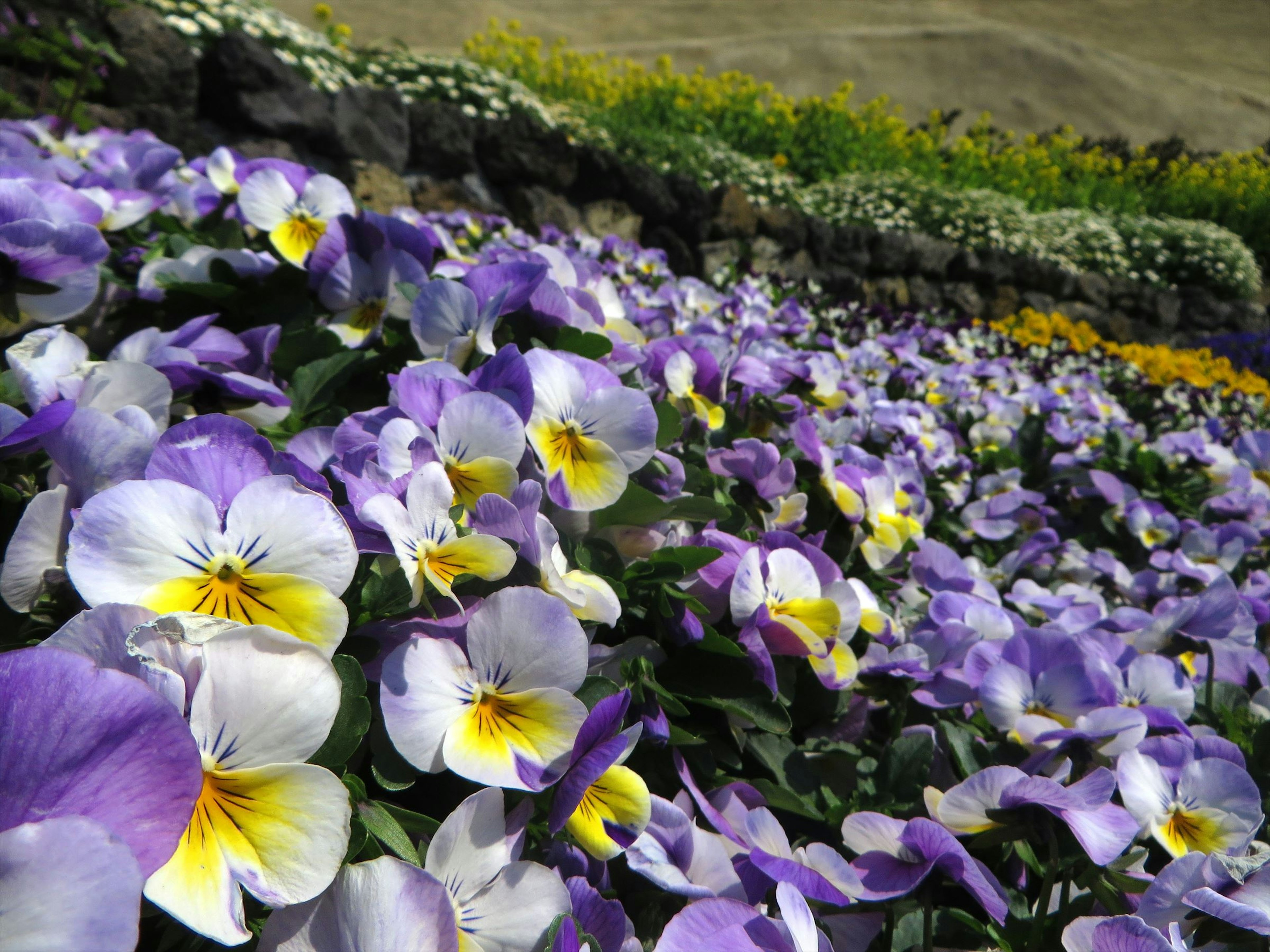 Fiori viola e bianchi vibranti in un bellissimo giardino