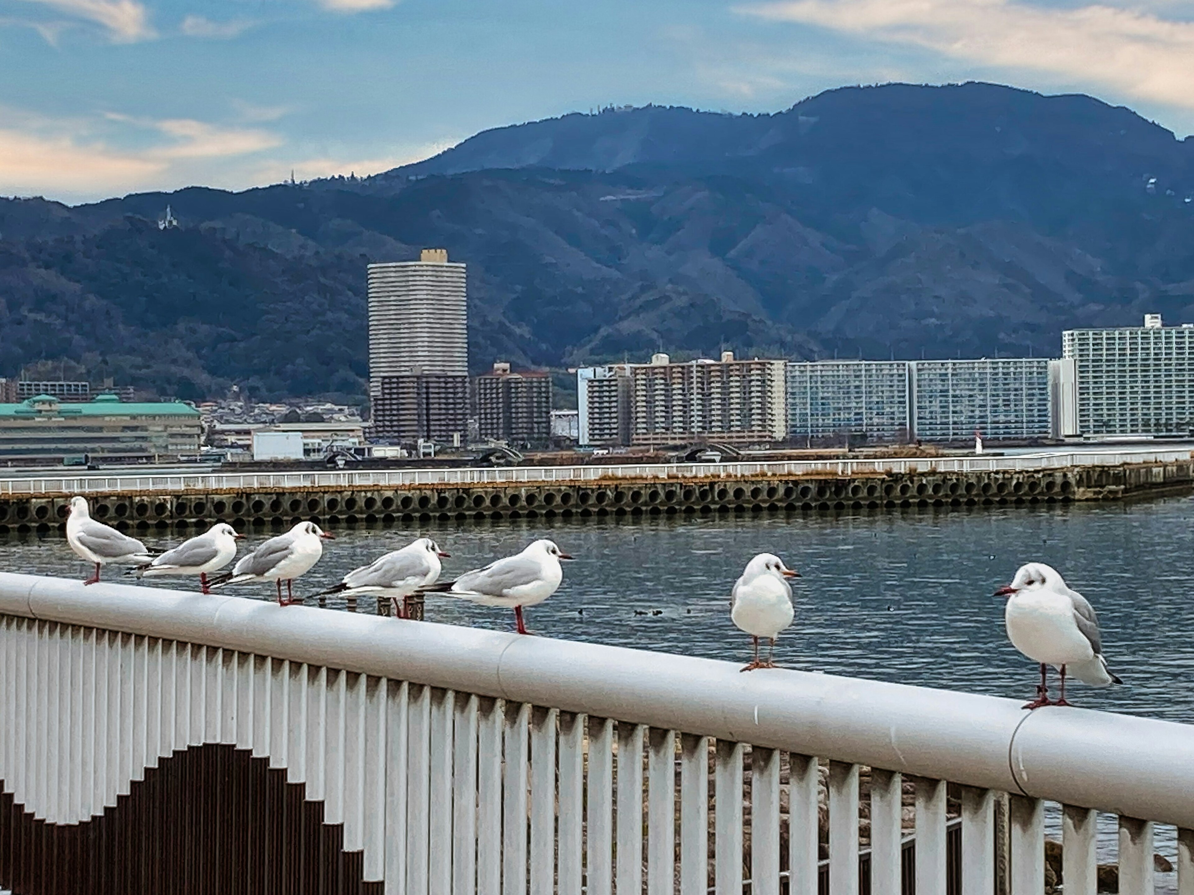 海岸に並ぶ白いカモメと山々の背景