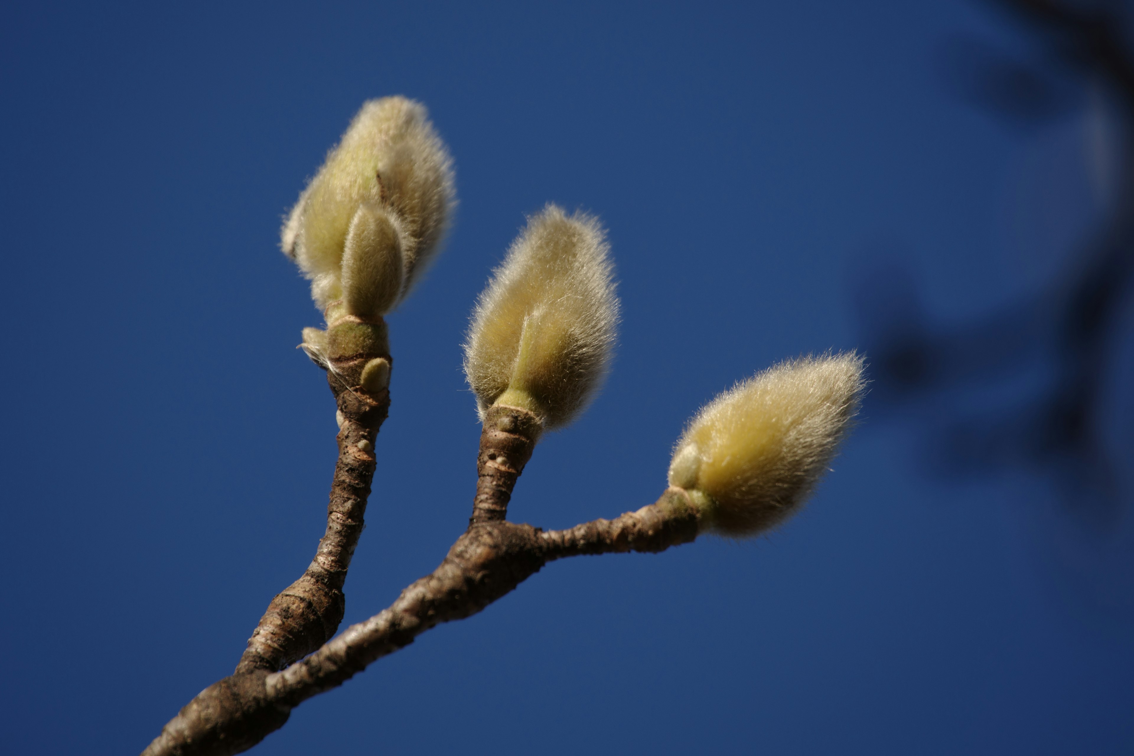 Close-up of fuzzy flower buds against a blue sky