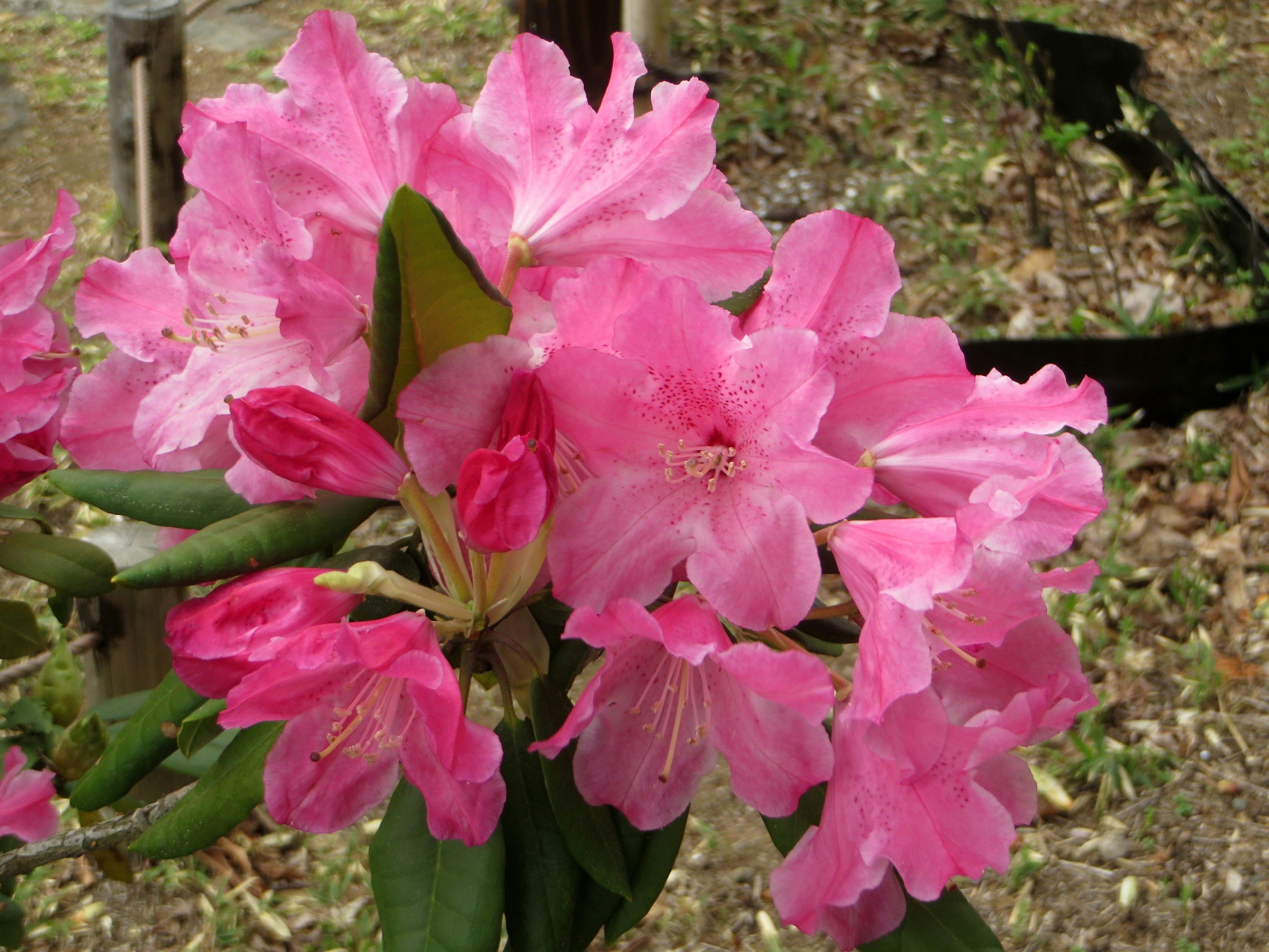 Vibrant pink rhododendron flowers in full bloom