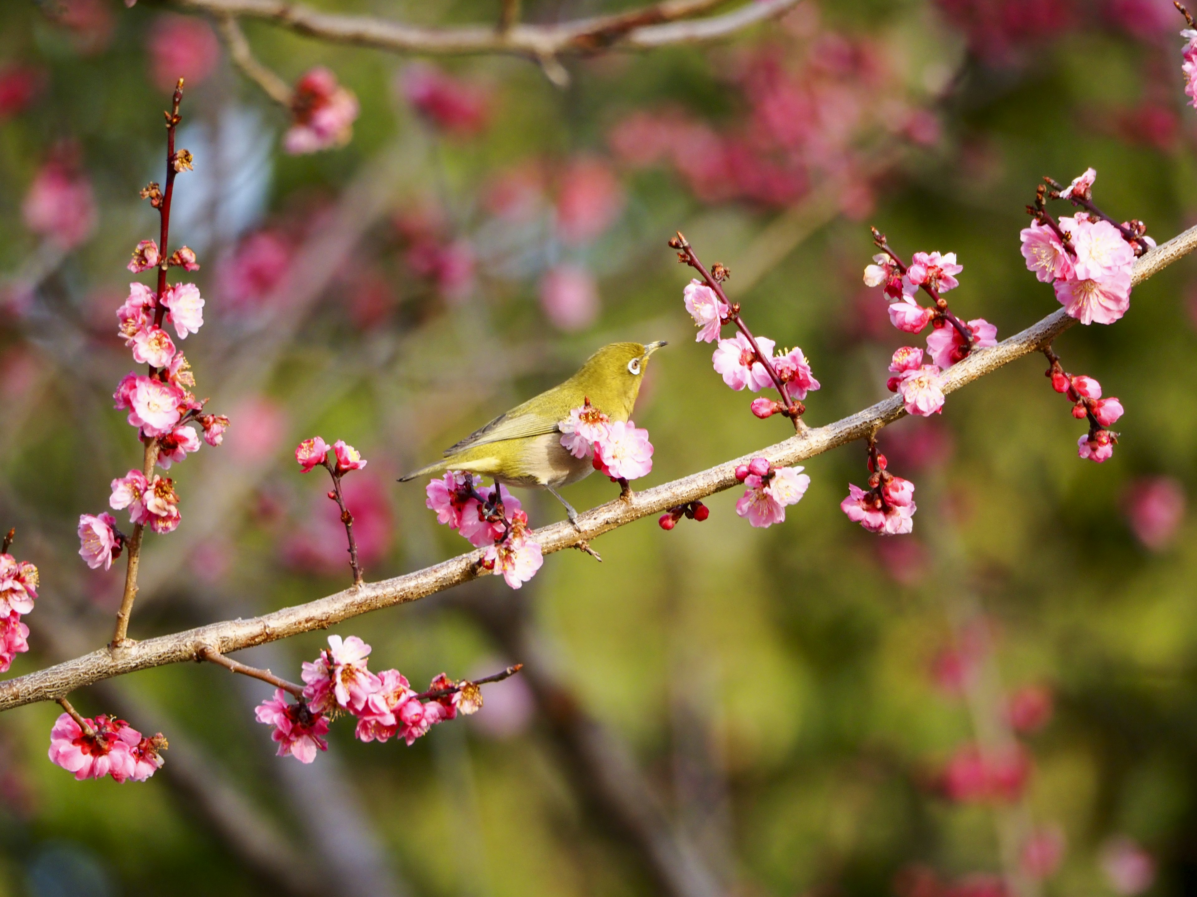 Nahaufnahme von Kirschblüten mit einem kleinen Vogel auf einem Zweig