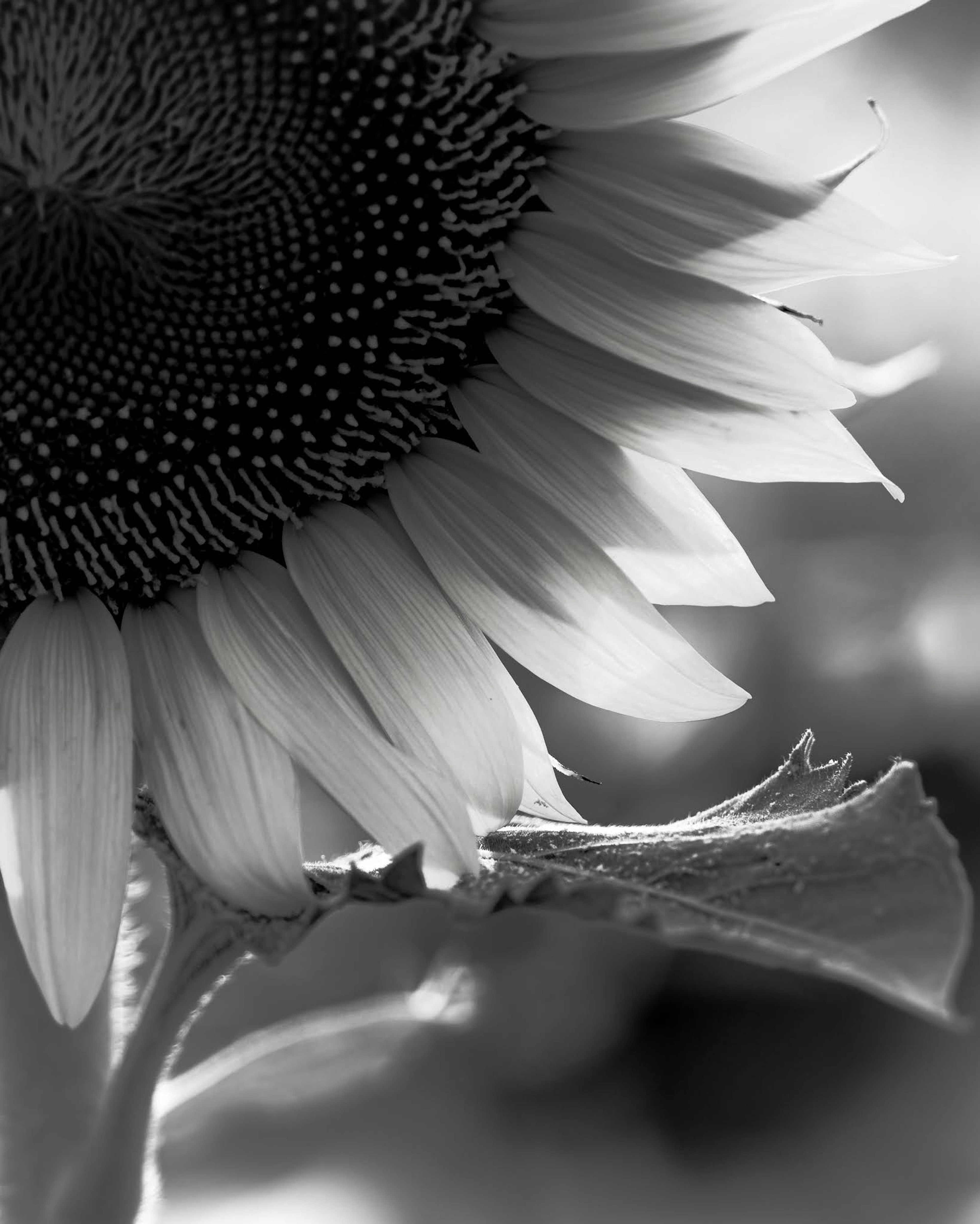 Primer plano en blanco y negro de pétalos de girasol y detalles del centro