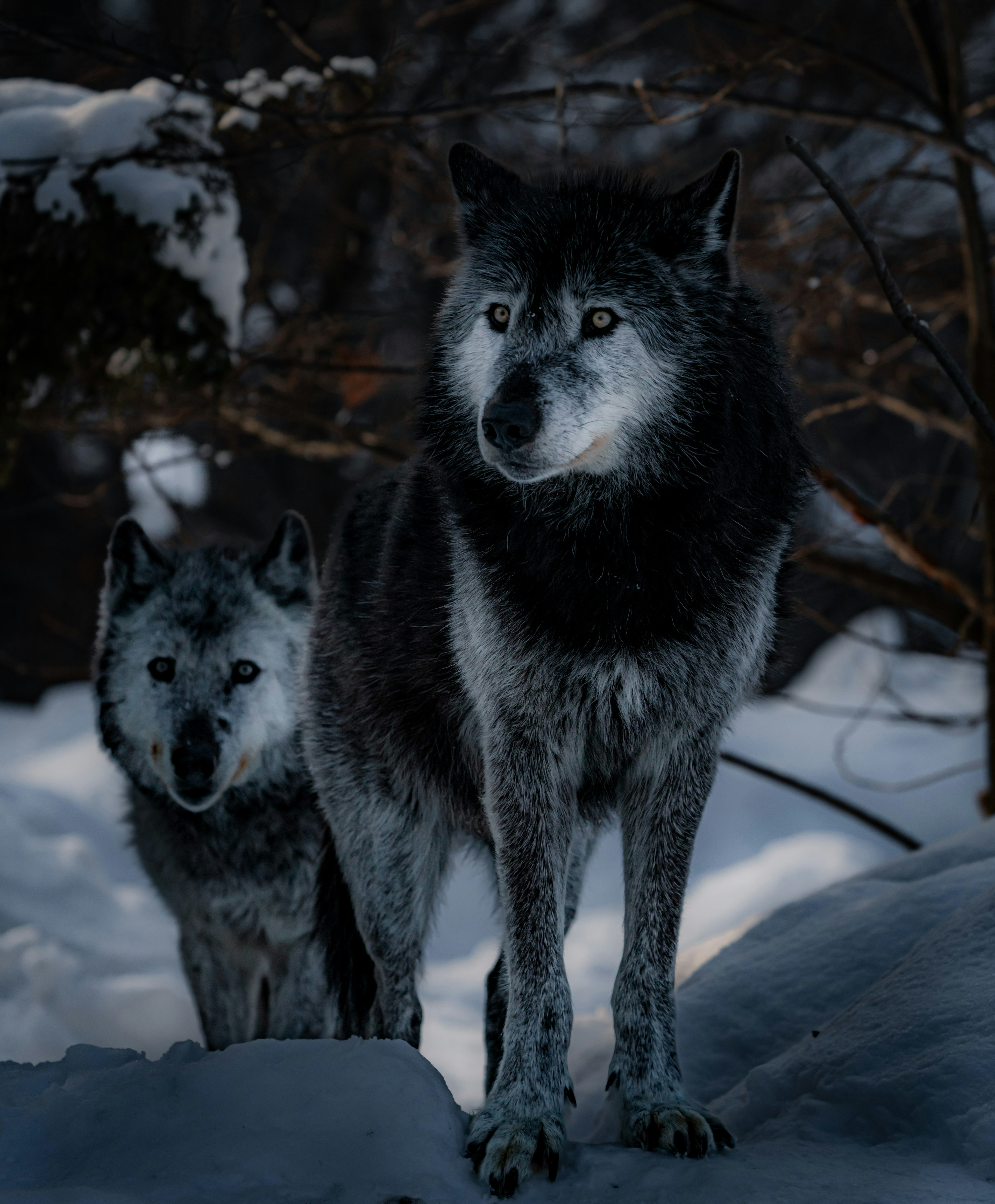 Dos lobos de pie en la nieve con un lobo más grande en primer plano y un lobo más pequeño al fondo