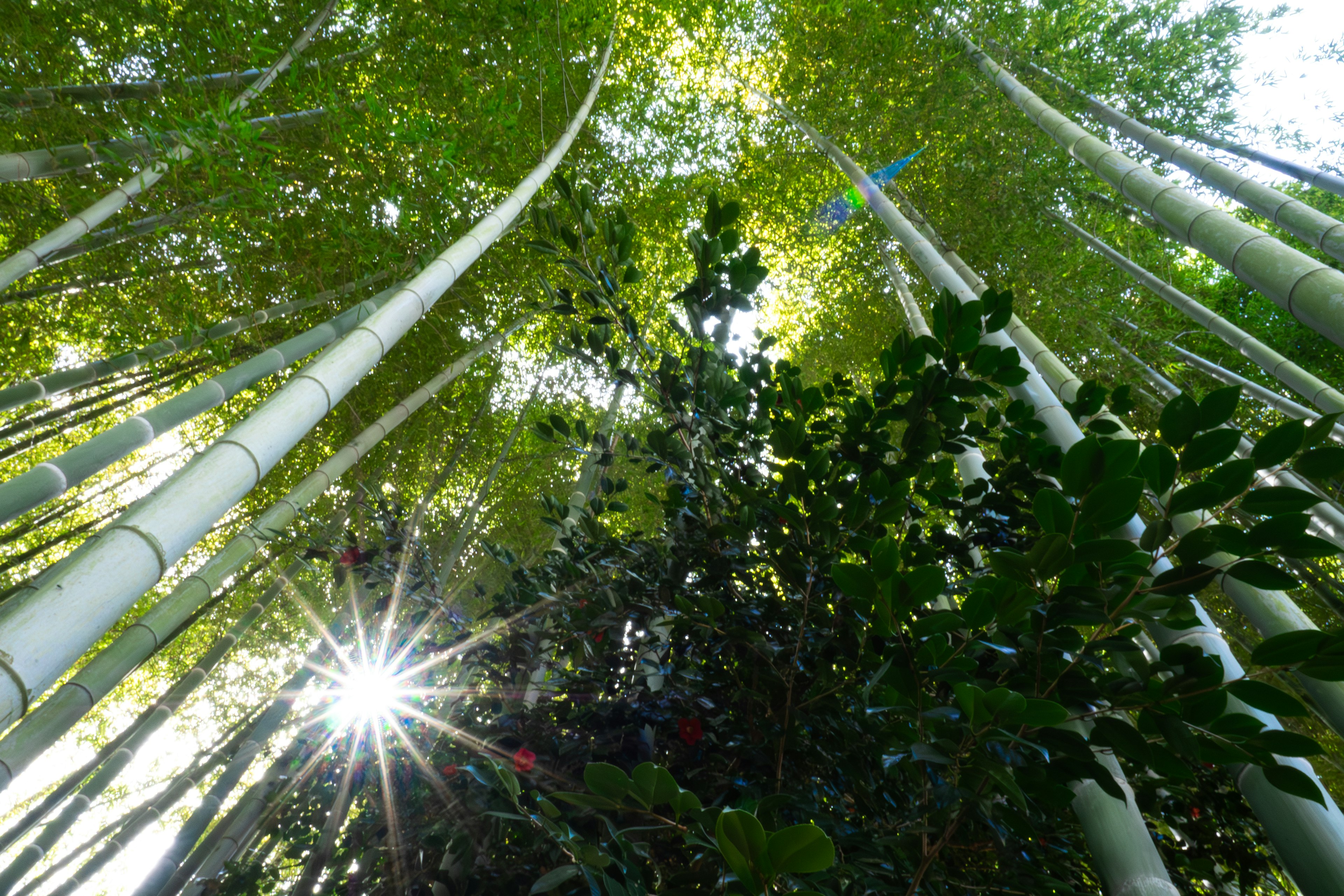 Vista hacia arriba a través de un bosque de bambú con luz filtrándose entre las hojas