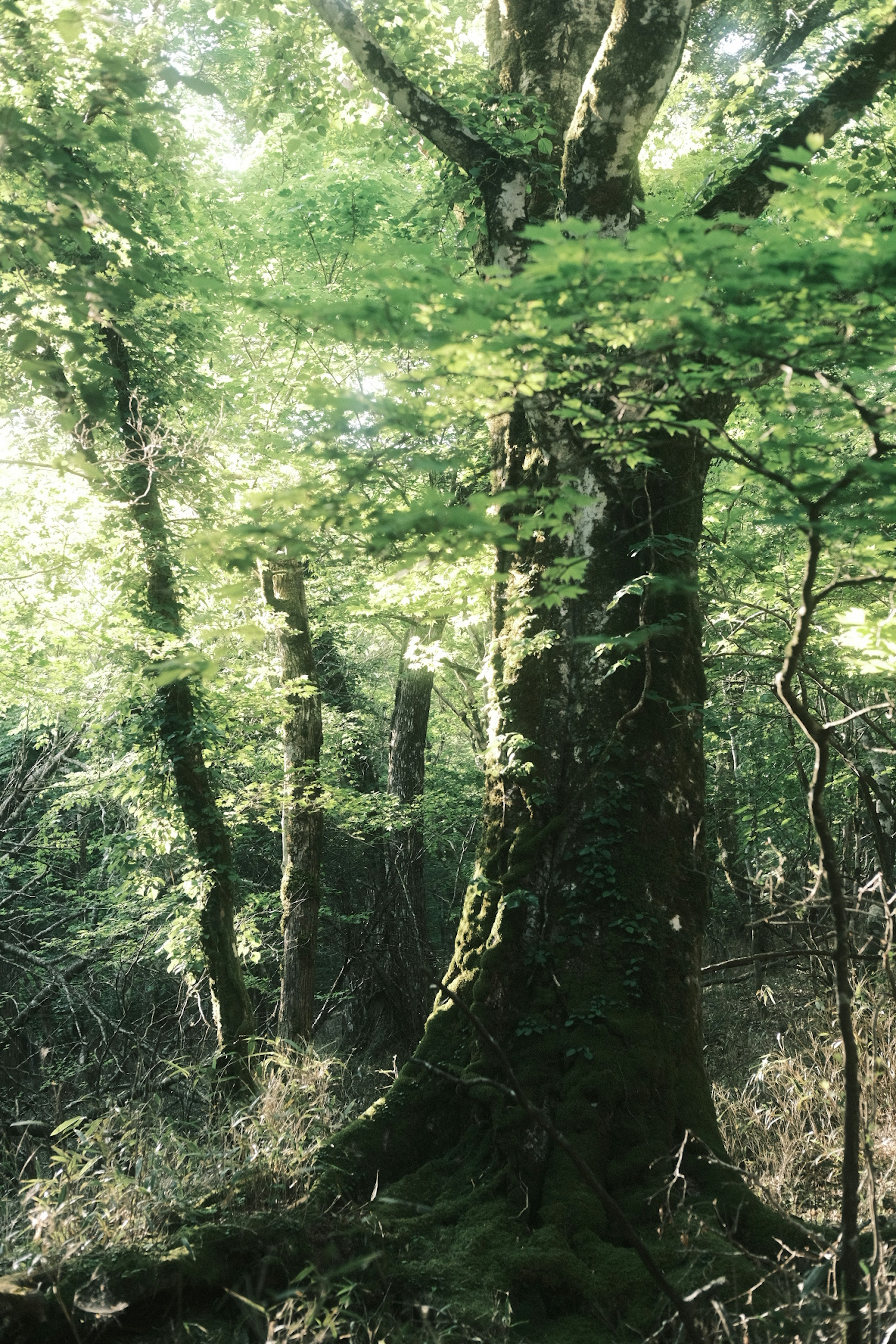 緑豊かな森の中に立つ大きな木と周囲の木々