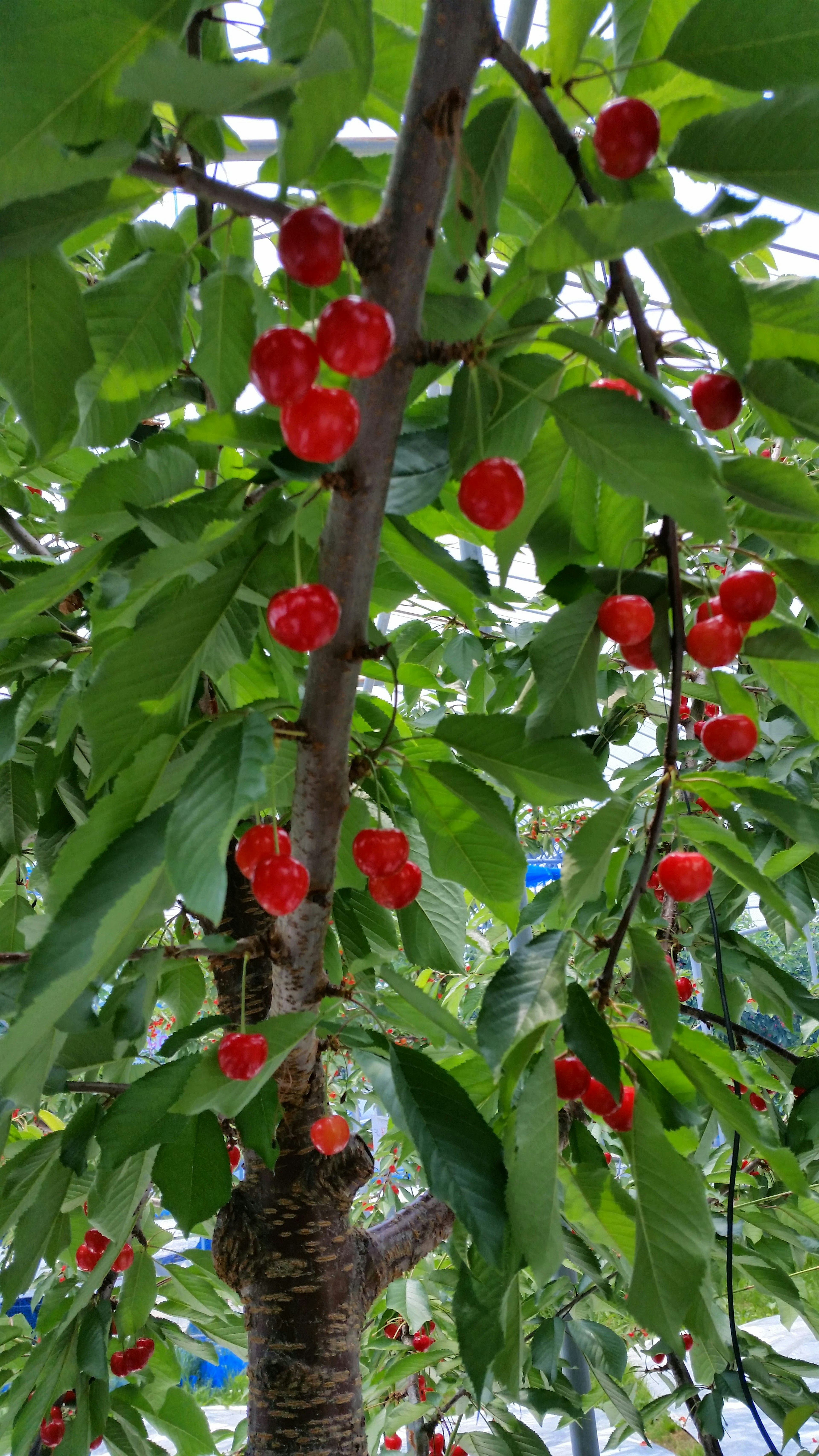 Branch of a cherry tree laden with red fruit and green leaves