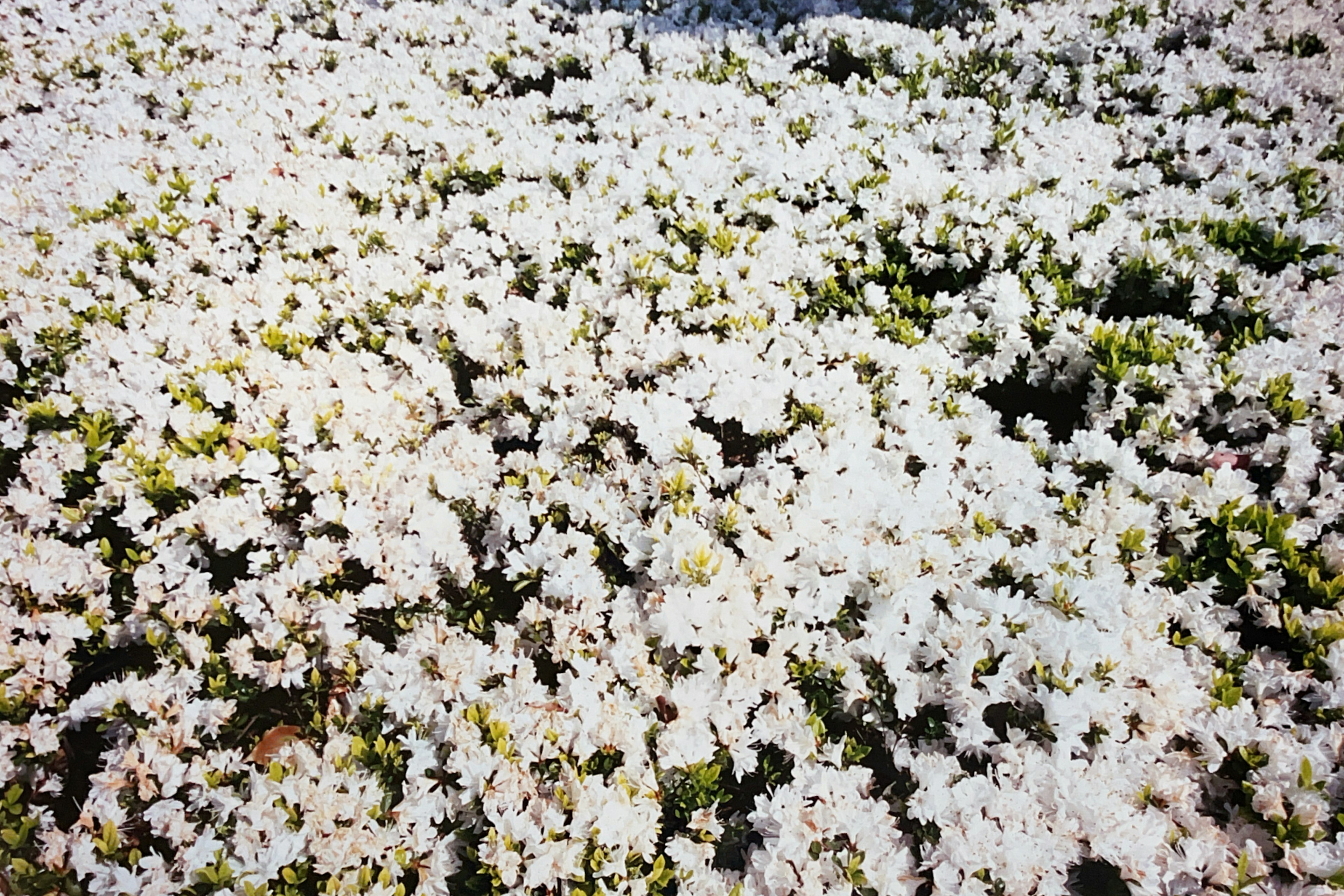 綠色地面上覆蓋著盛開的白色花朵的風景