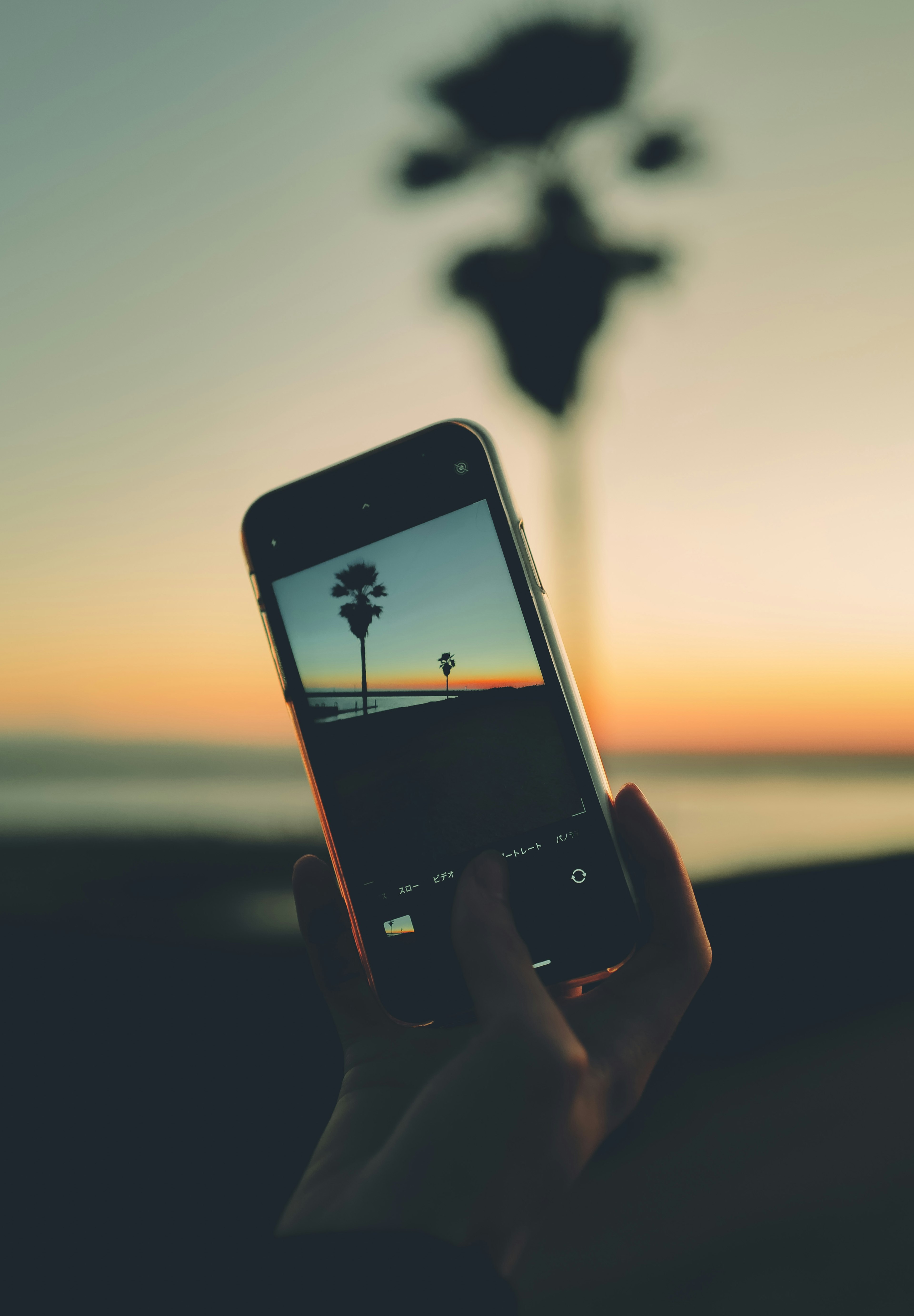 Smartphone, das die Silhouette einer Palme vor einem Sonnenuntergang festhält