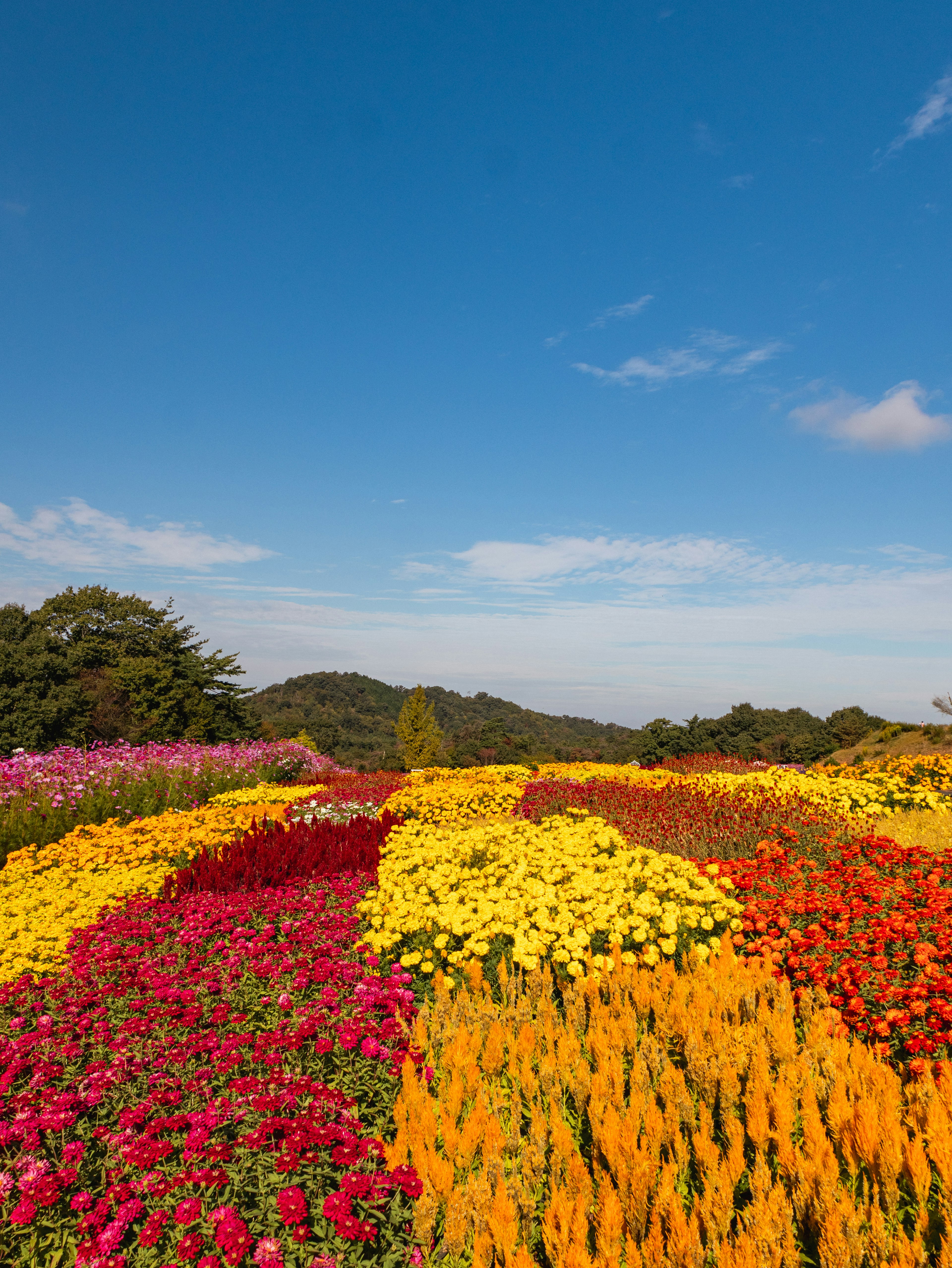 Champ de fleurs coloré sous un ciel bleu clair