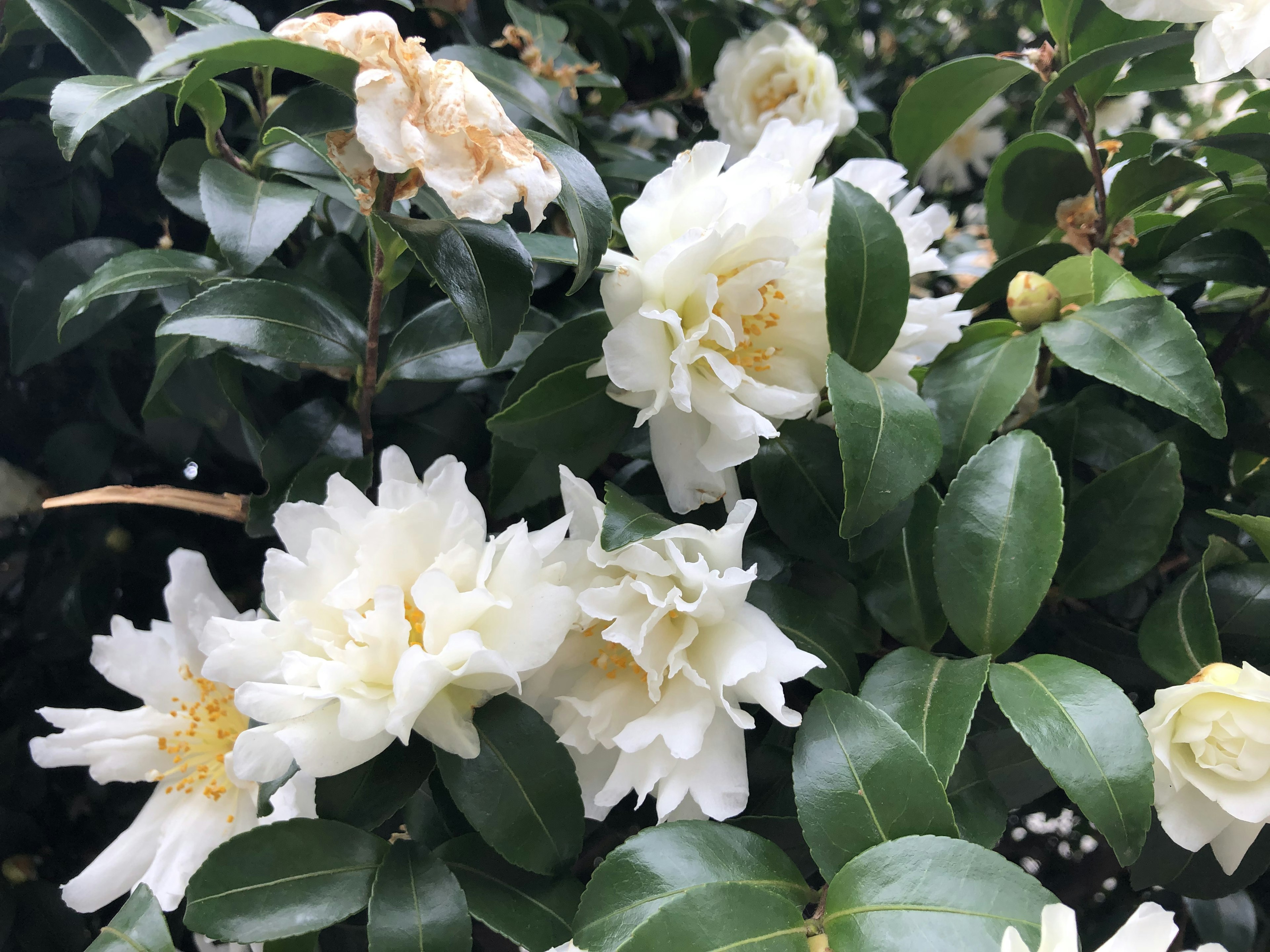 白い花と緑の葉が豊かに茂る植物のクローズアップ