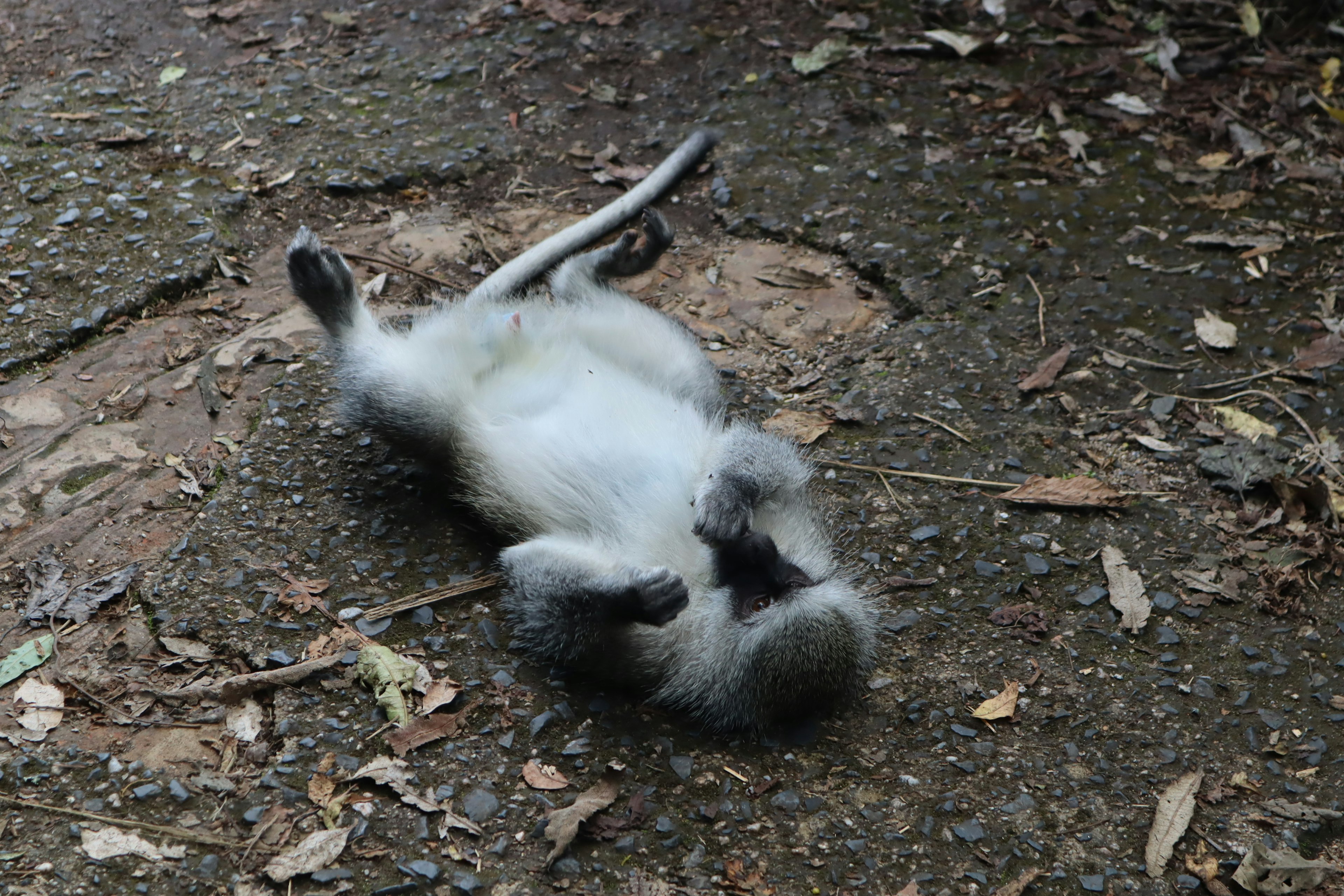 A monkey lying on its back exposing its belly