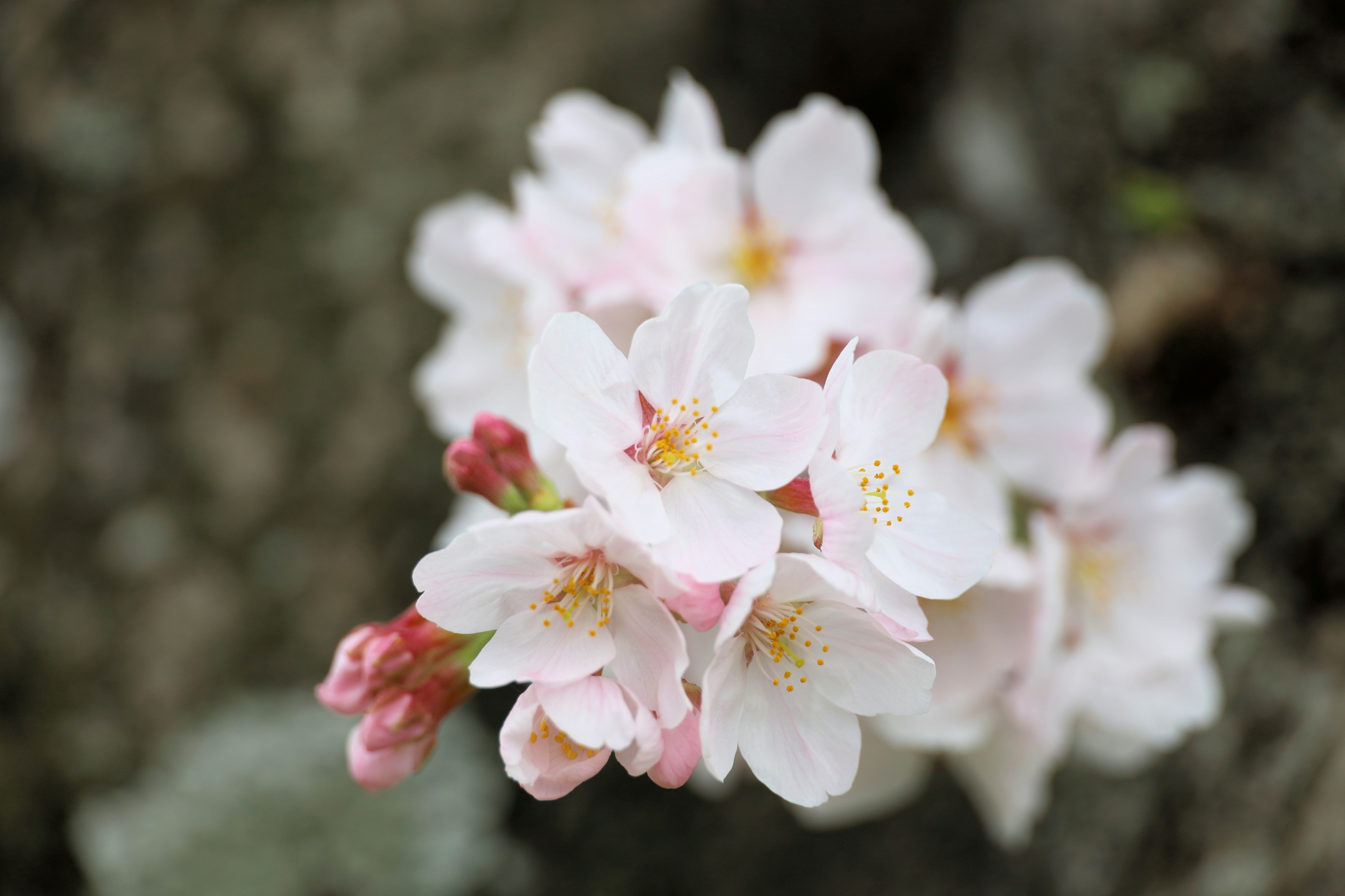 Close-up bunga sakura dengan kelopak merah muda dan tunas