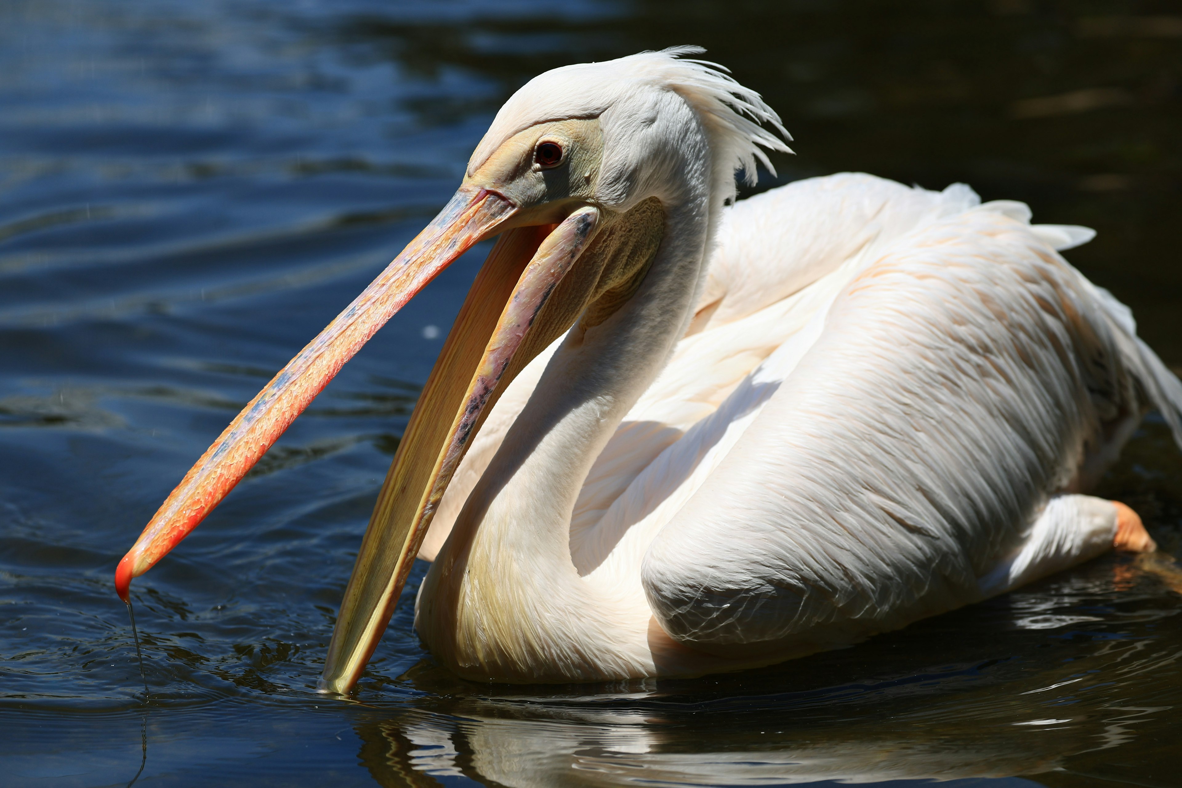 Un pellicano bianco che nuota in acqua calma