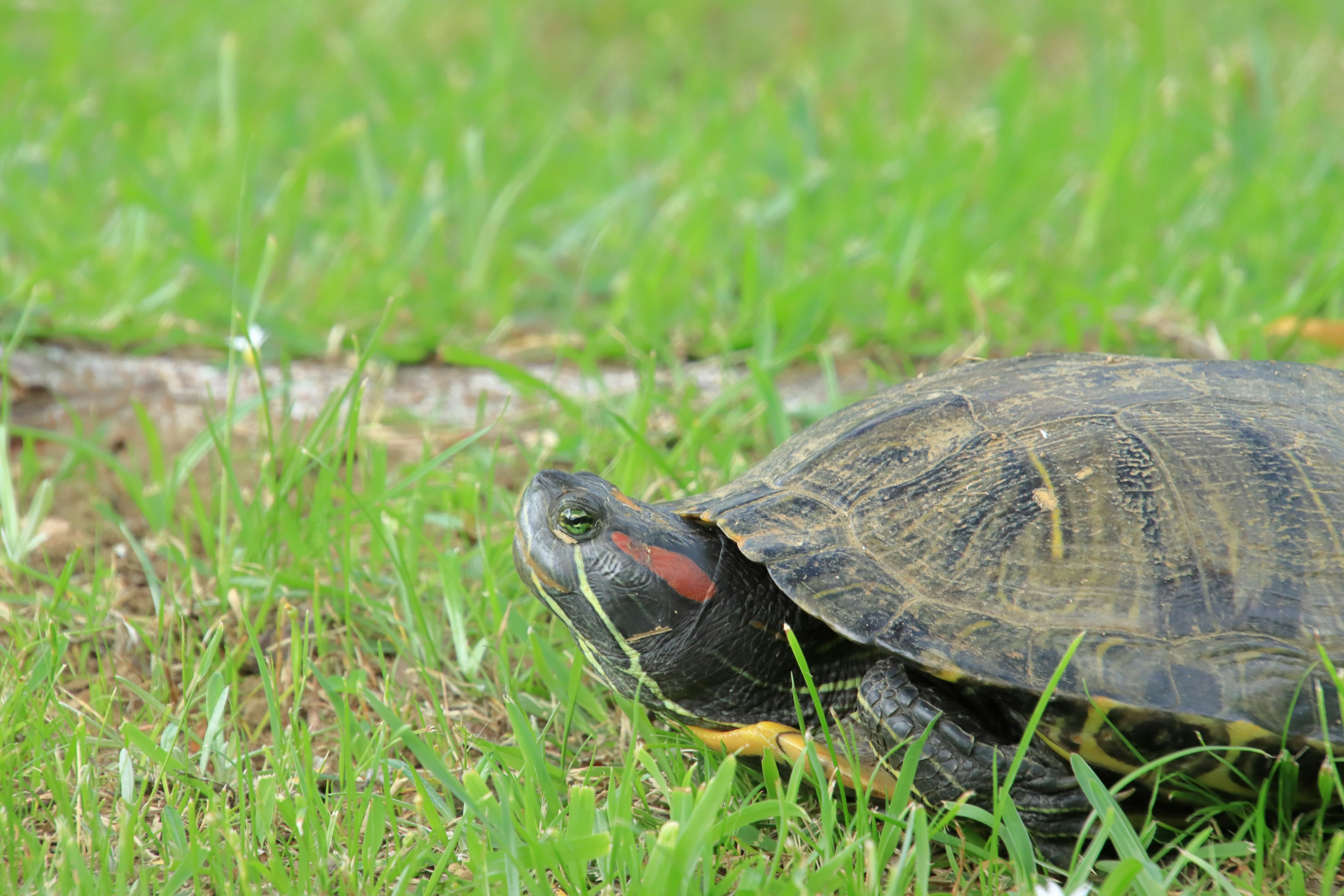 Une tortue marchant sur de l'herbe verte