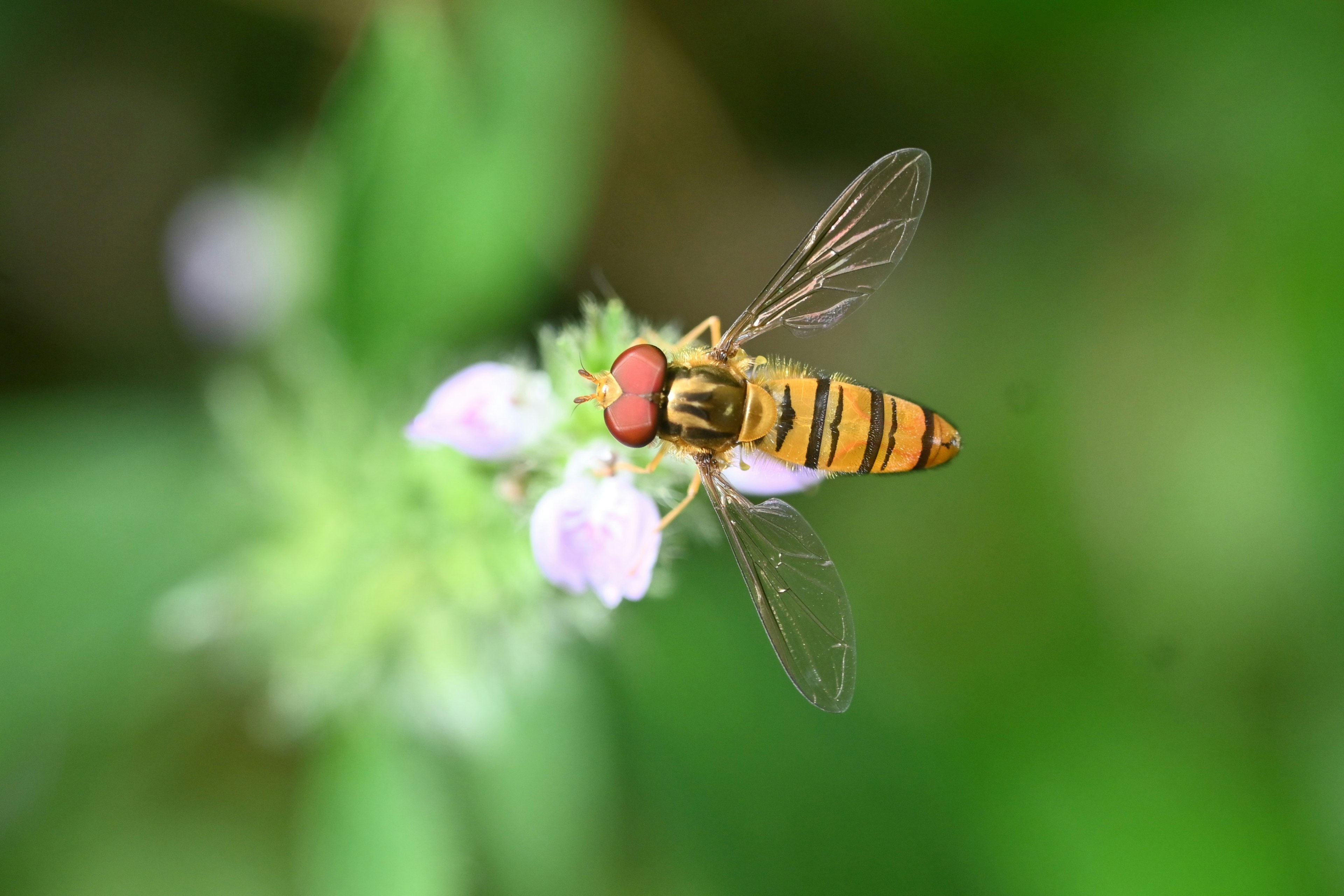 Imagen en primer plano de una abeja en una flor con rayas amarillas y un punto rojo