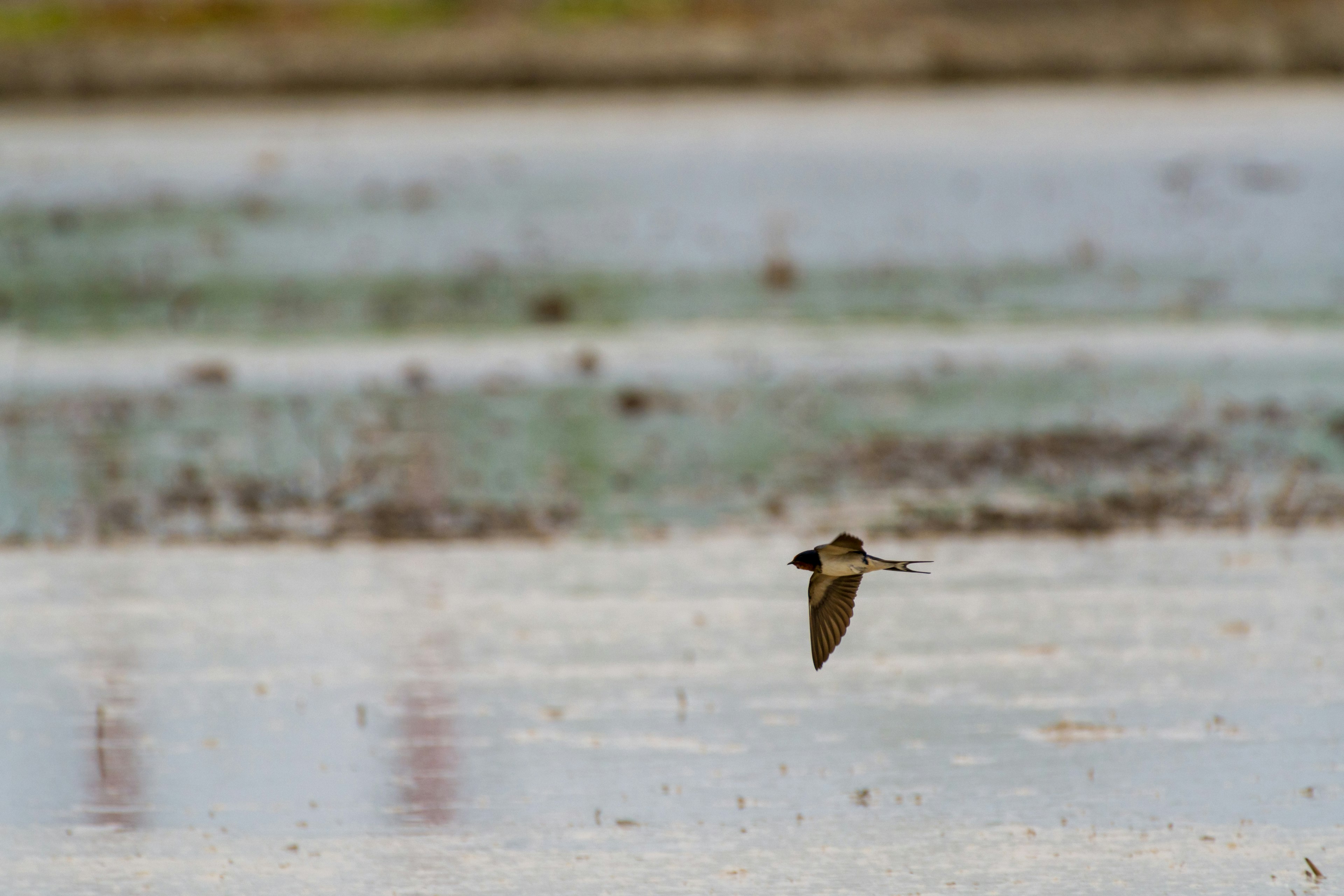 Burung terbang di atas lahan basah