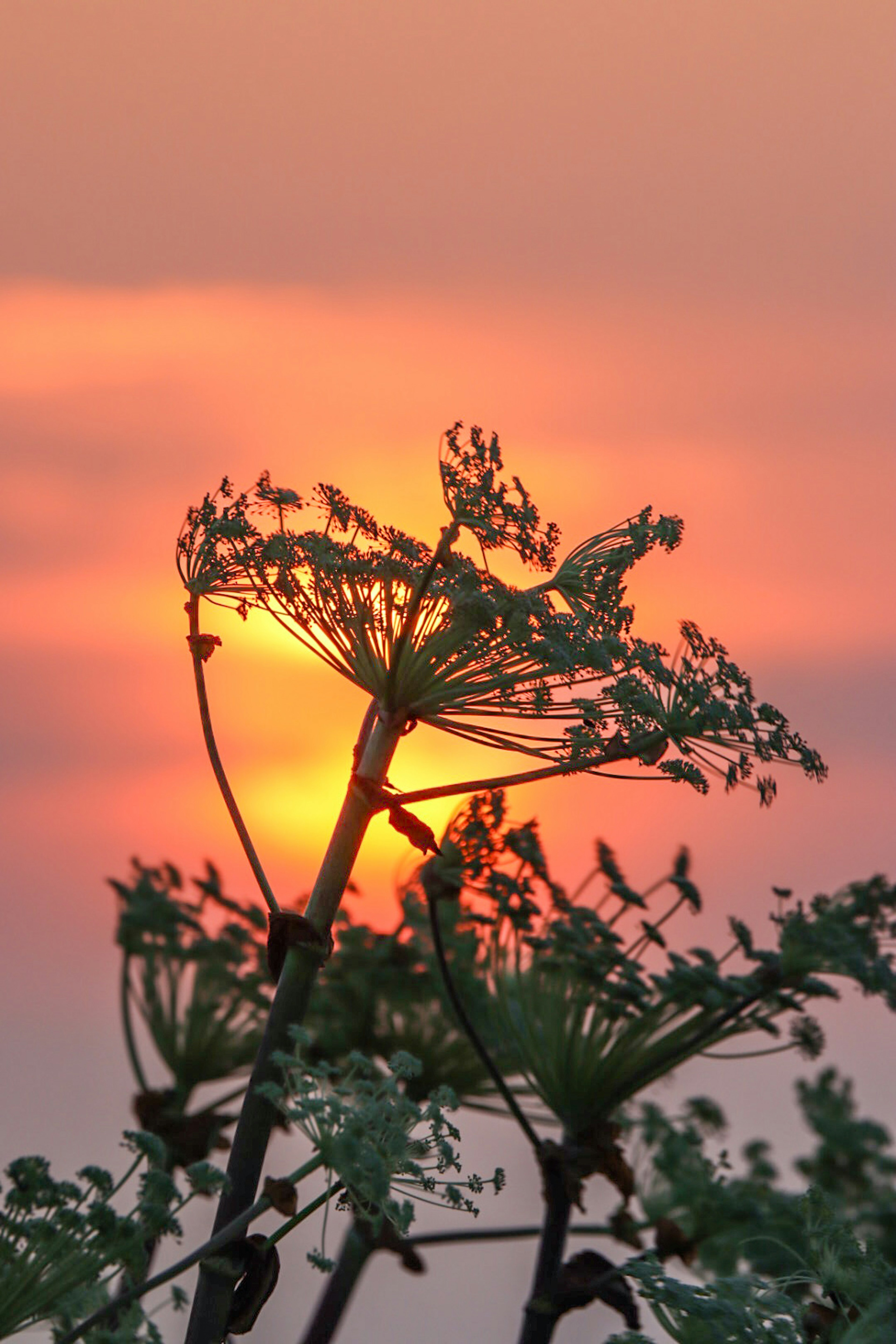 夕阳下植物的剪影