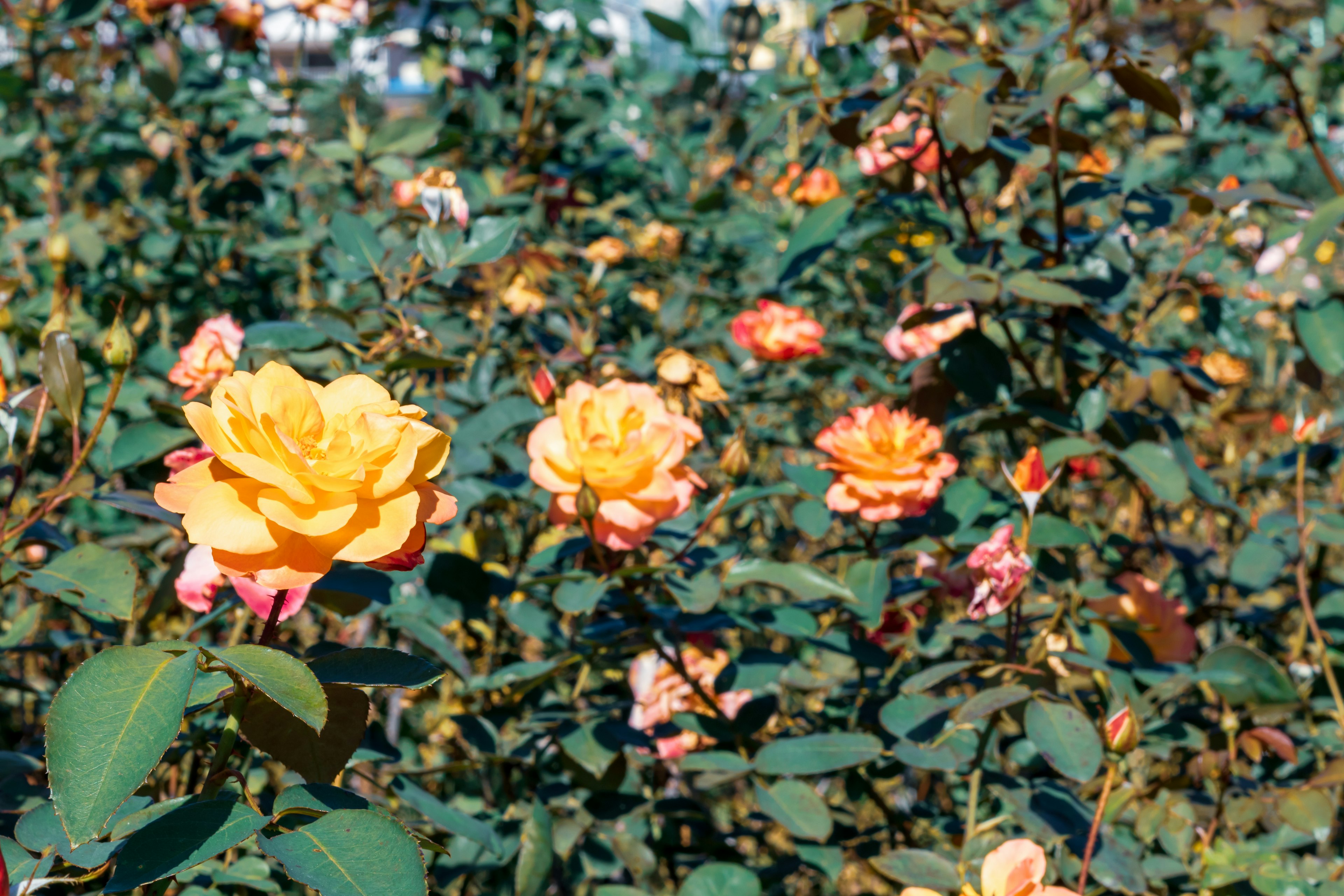 A garden scene filled with colorful roses featuring vibrant yellow blooms and lush green leaves