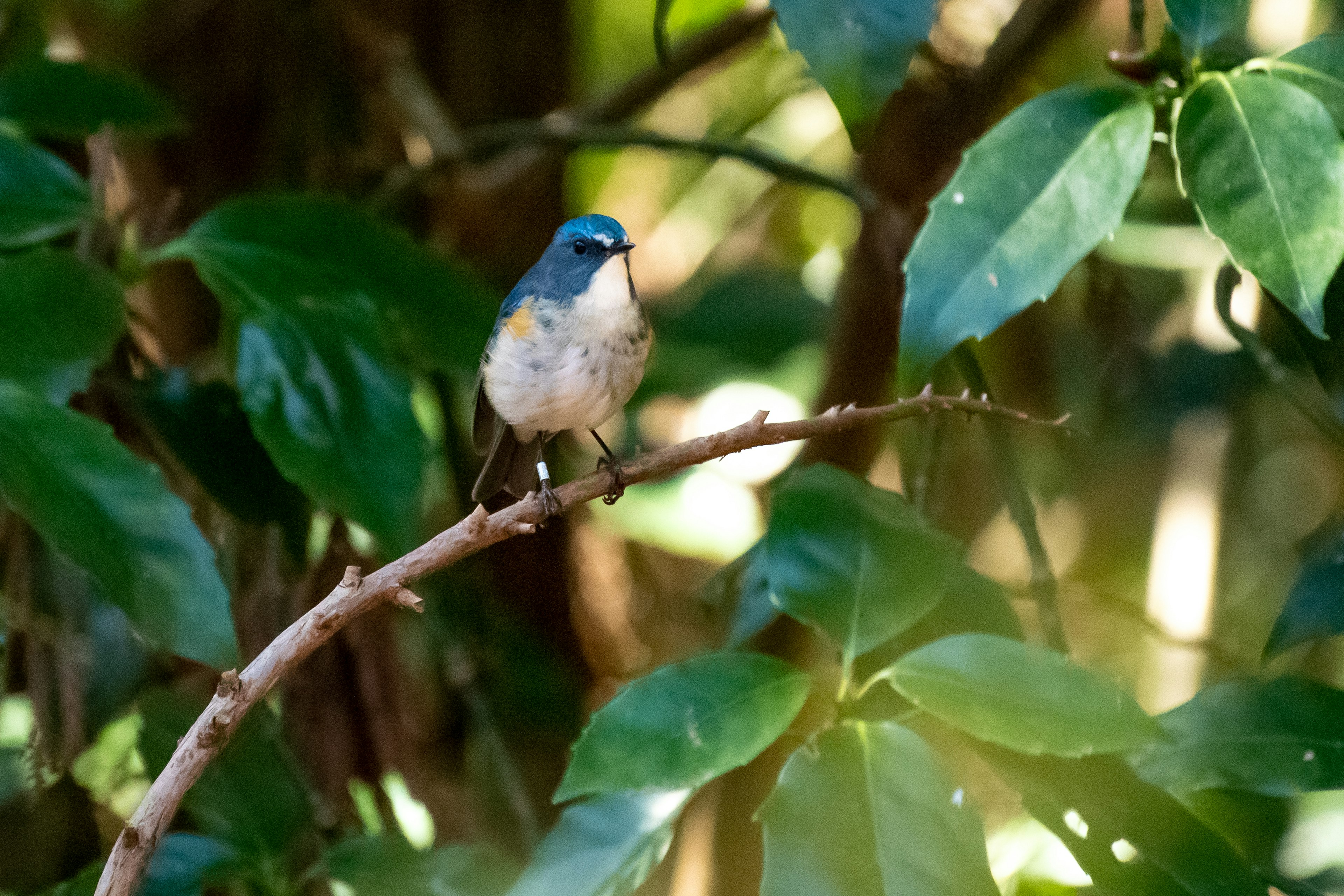 Un petit oiseau avec une tête bleue perché parmi des feuilles vertes