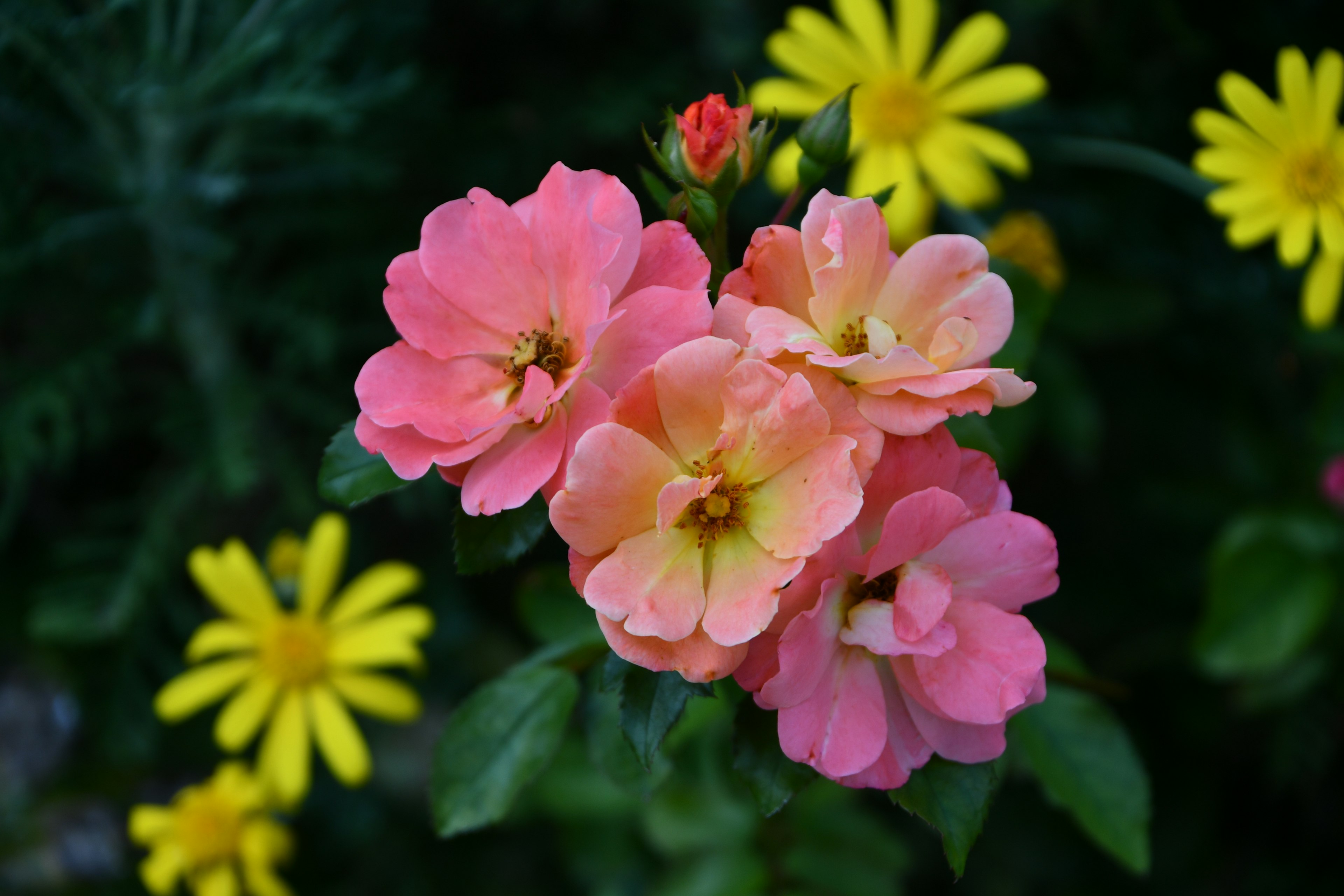 ピンクと黄色の花が咲いている庭の風景