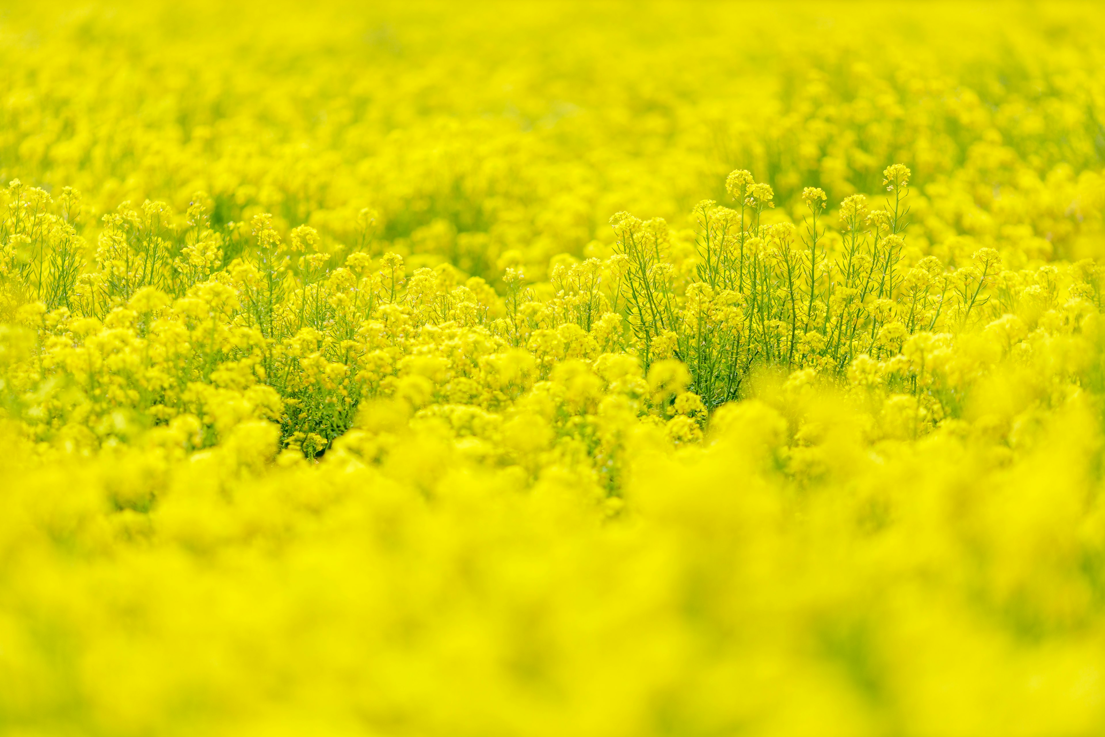 Gros plan sur un champ de fleurs de colza jaune vif