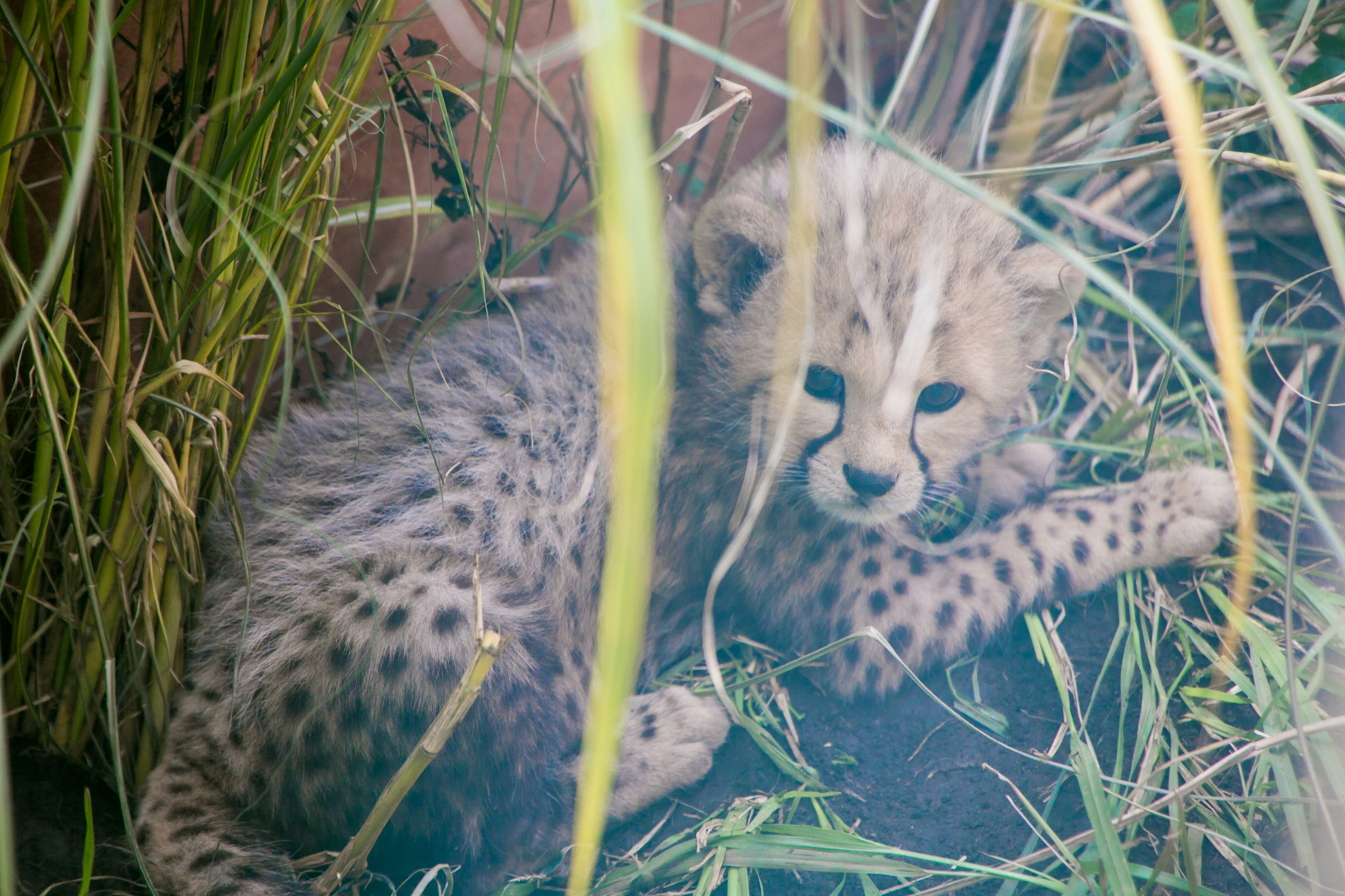 Ein junger Gepard, der im hohen Gras ruht