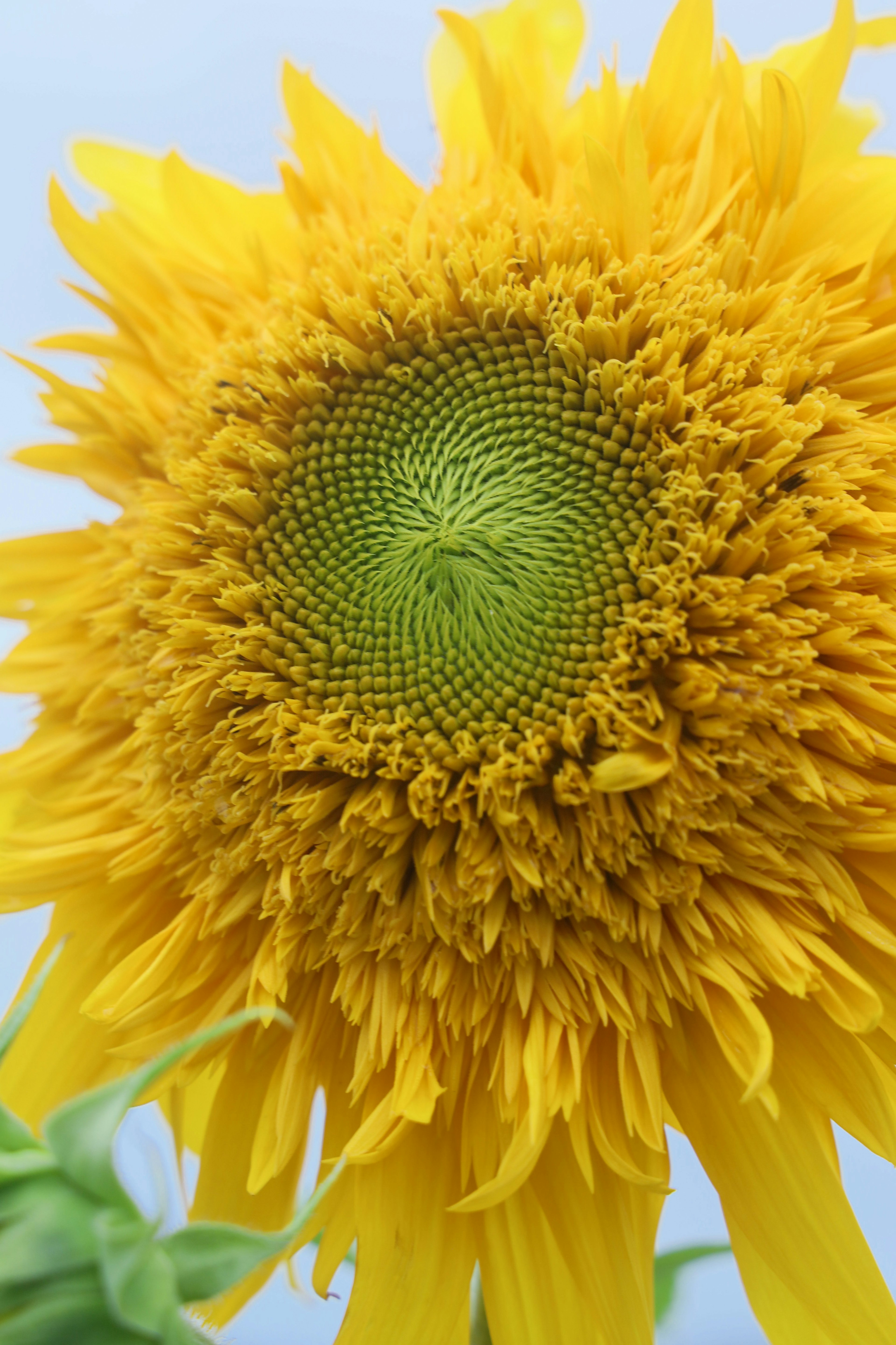 Gros plan d'un tournesol vibrant avec des pétales jaunes brillants et un centre vert