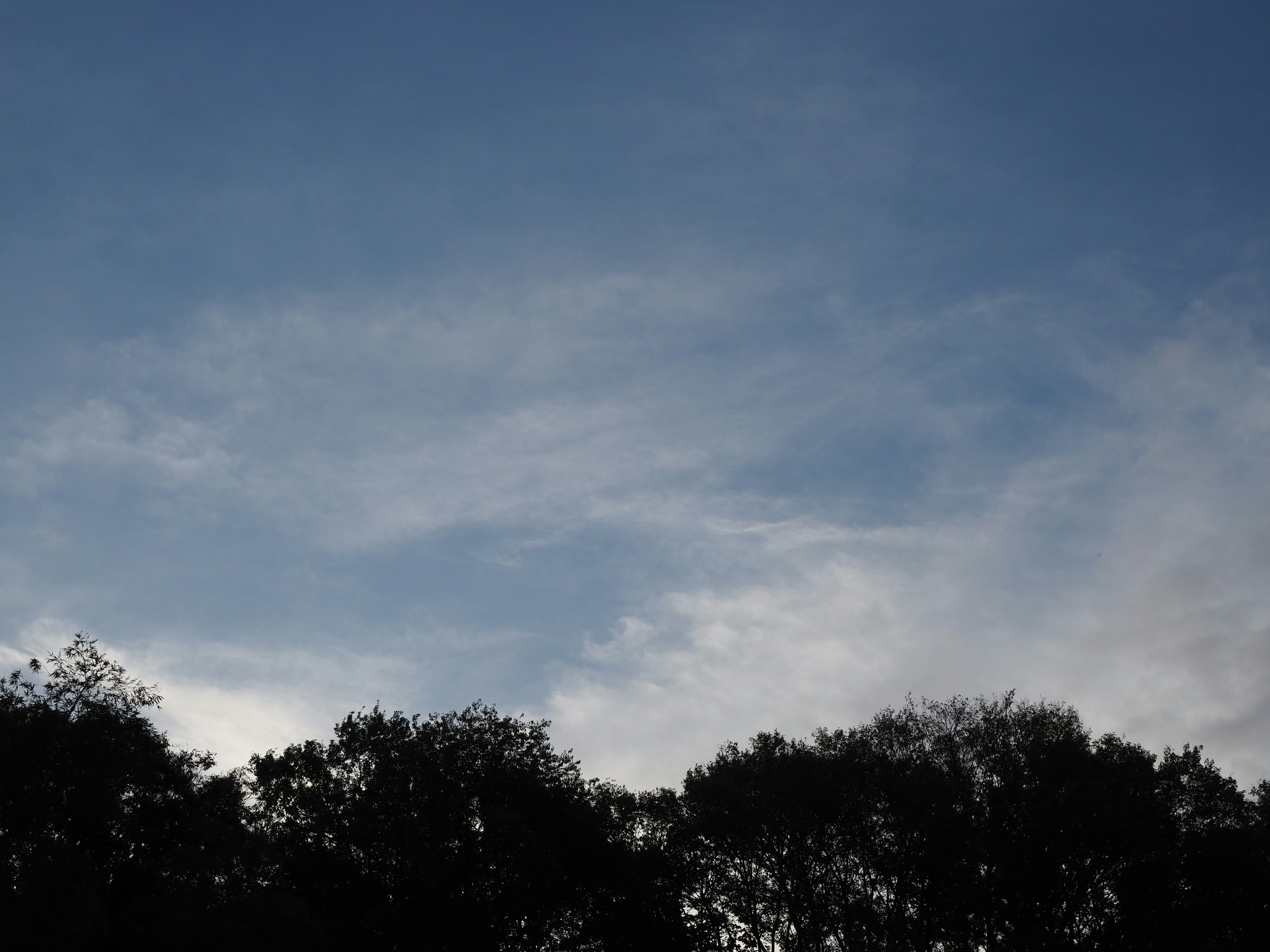 Silhouette of trees against a blue sky with wispy clouds