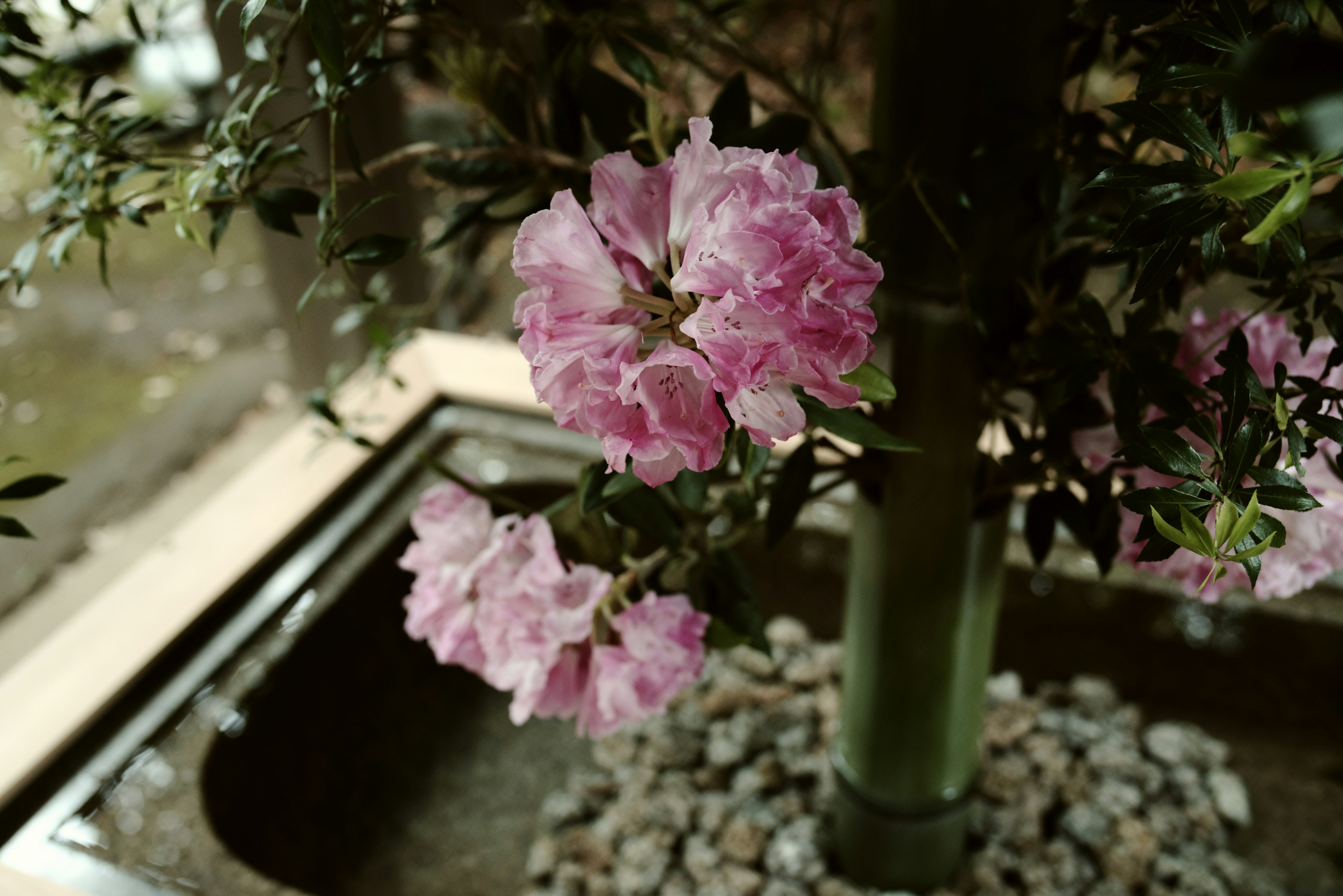 Flores rosas floreciendo cerca de un árbol de bambú en una maceta de piedra