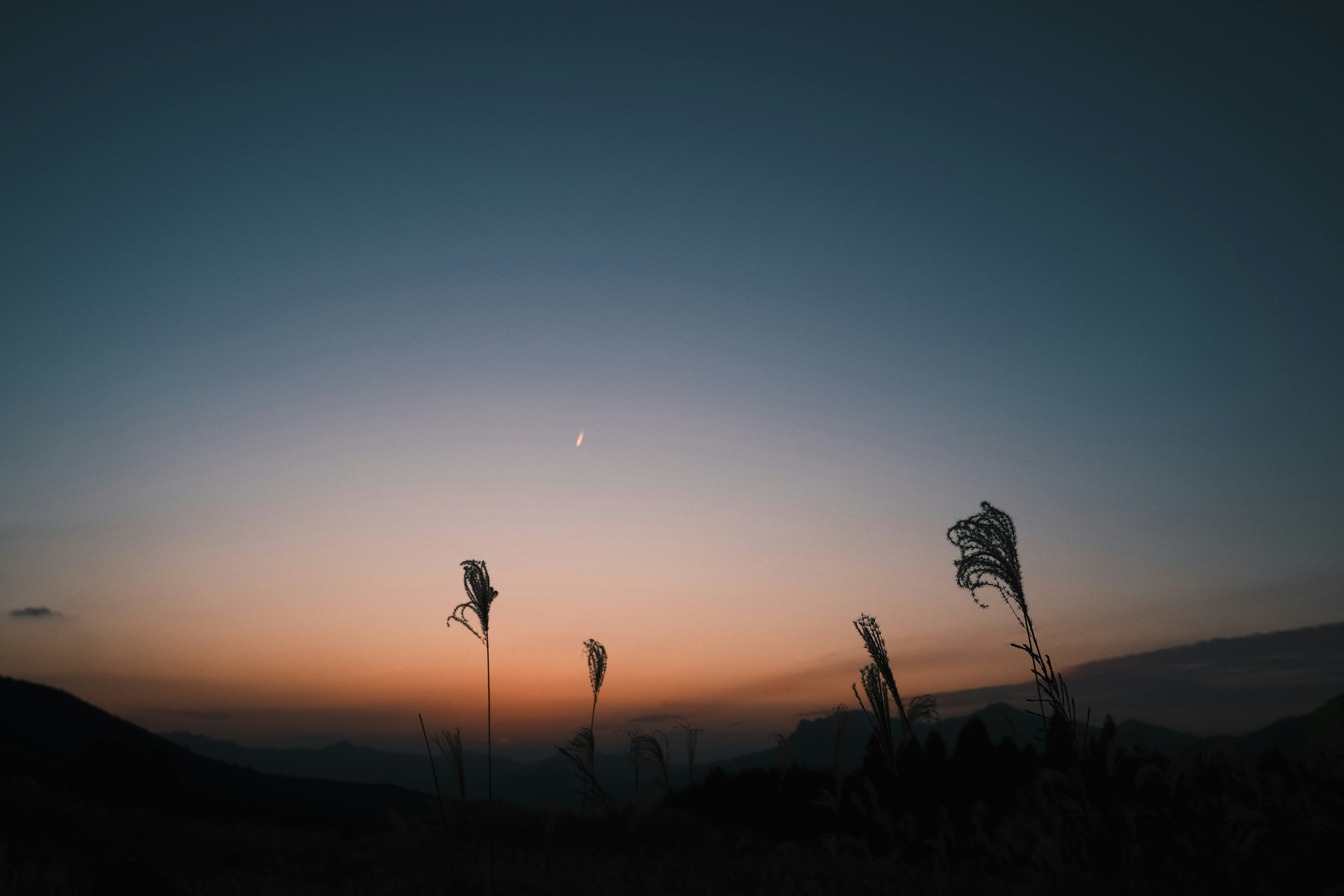 Cielo crepuscular con hierba en silueta