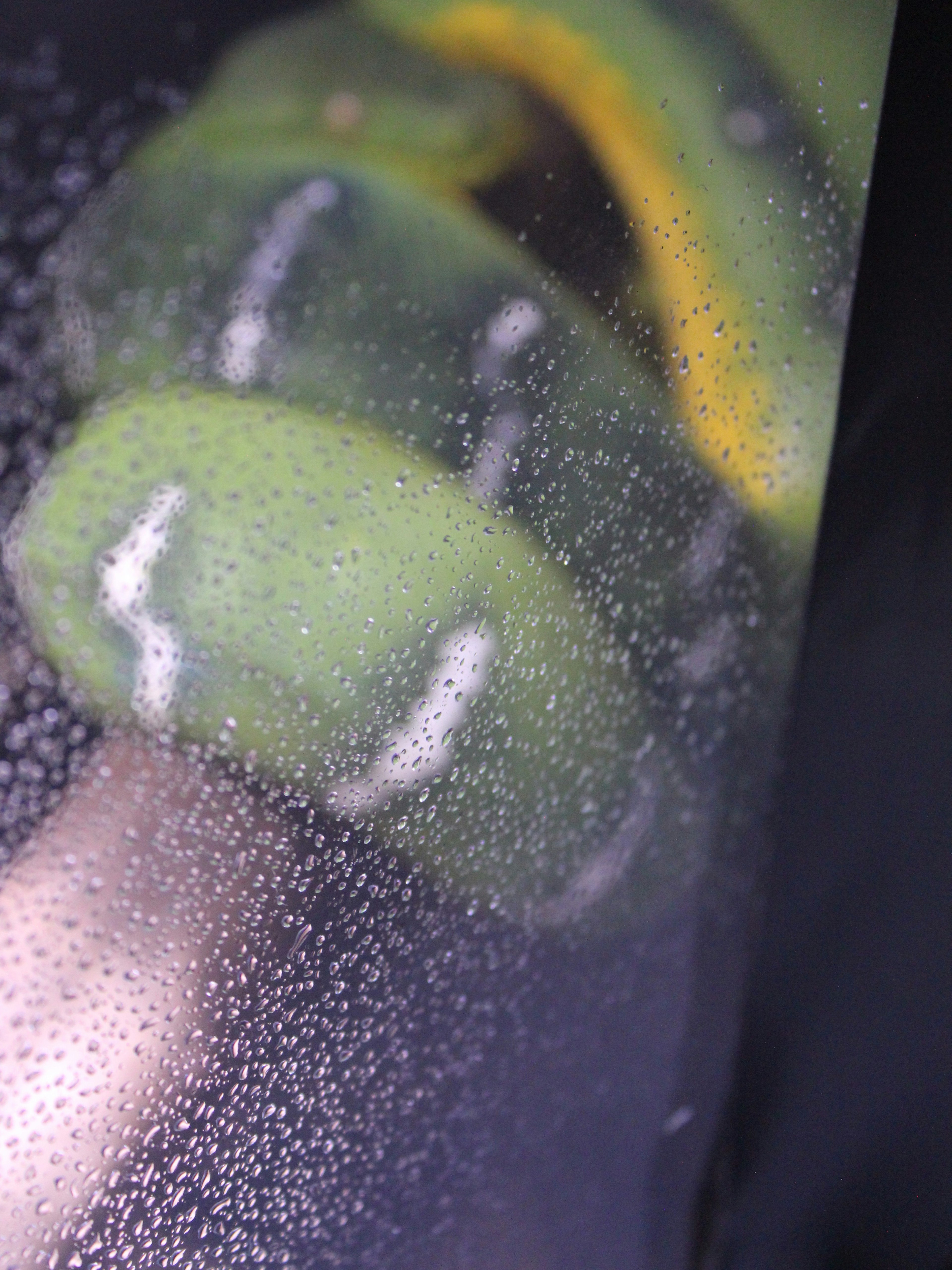 Green snake partially visible through wet glass with yellow patterns