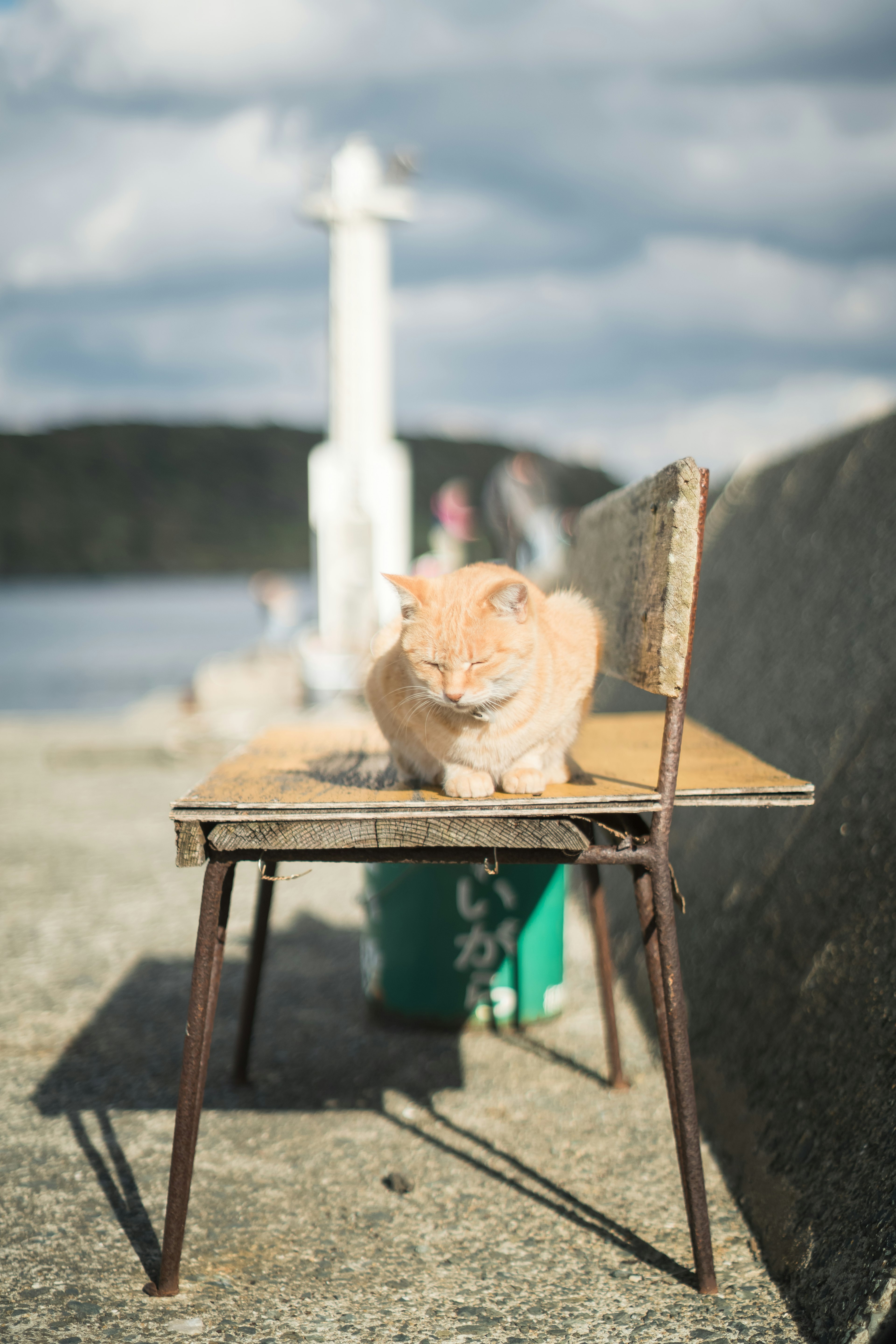 A cat sitting on a chair with a seaside view