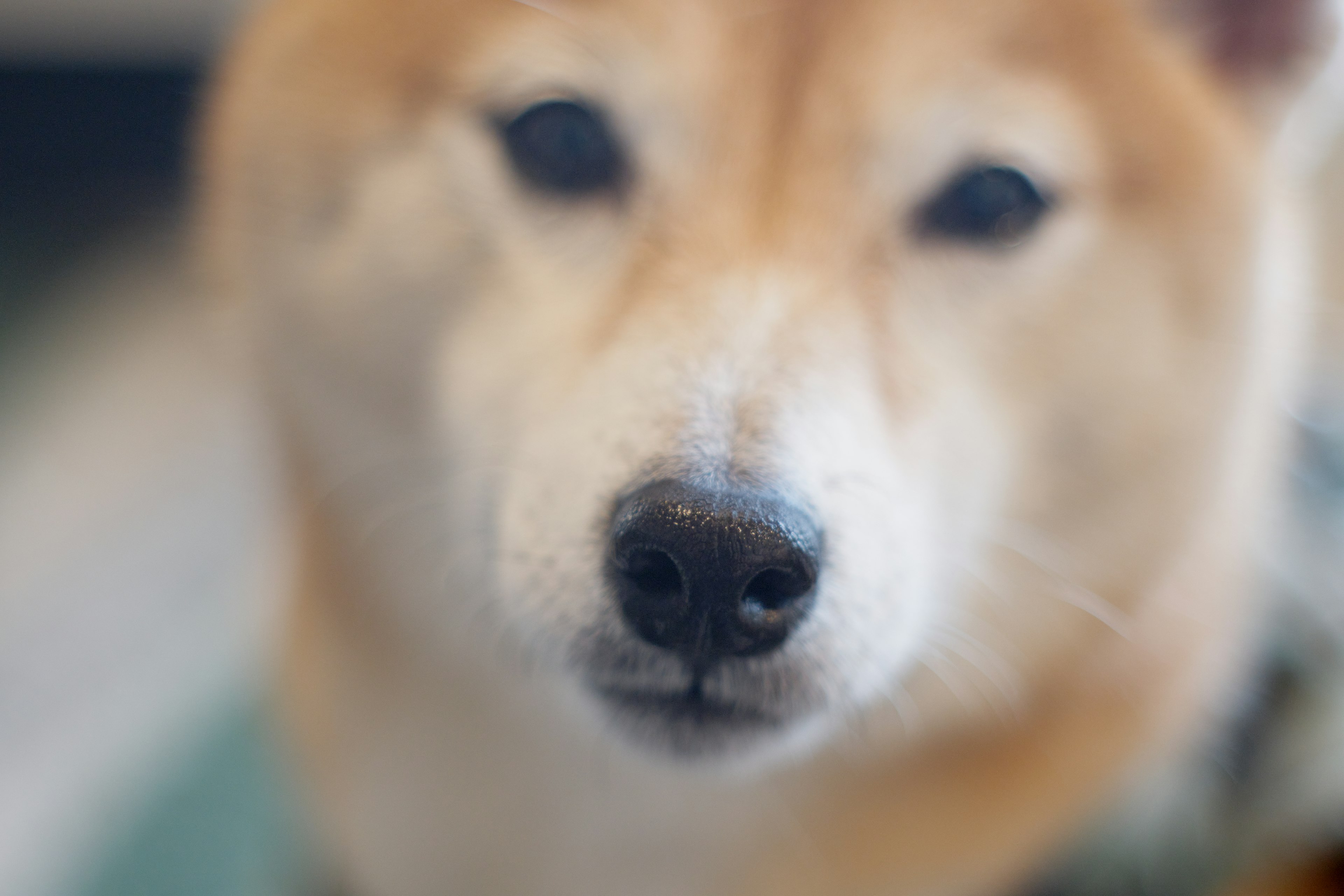 Immagine in primo piano del volto di un Shiba Inu con pelo vibrante e naso distintivo