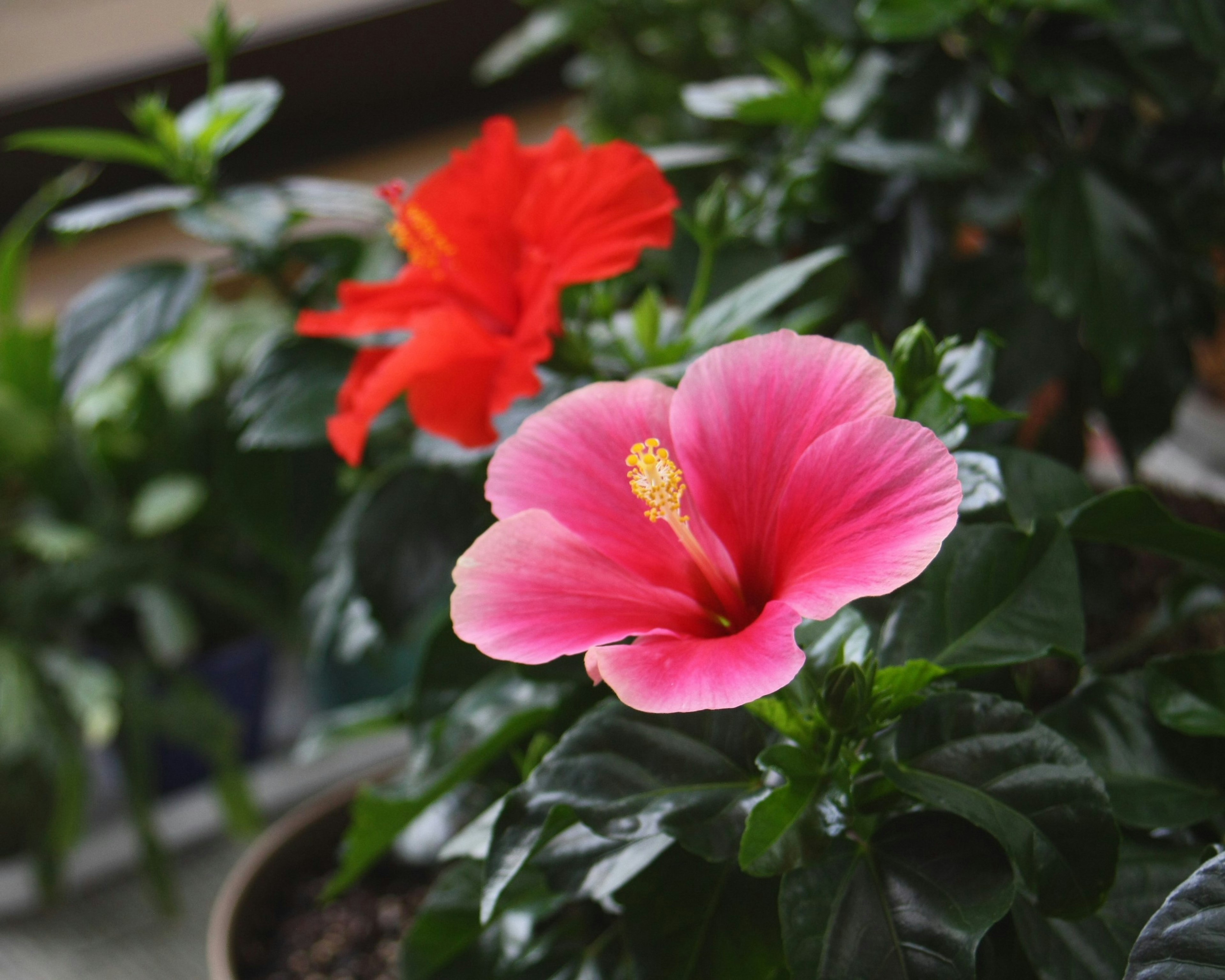 Flores de hibisco rojas y rosas floreciendo entre hojas verdes